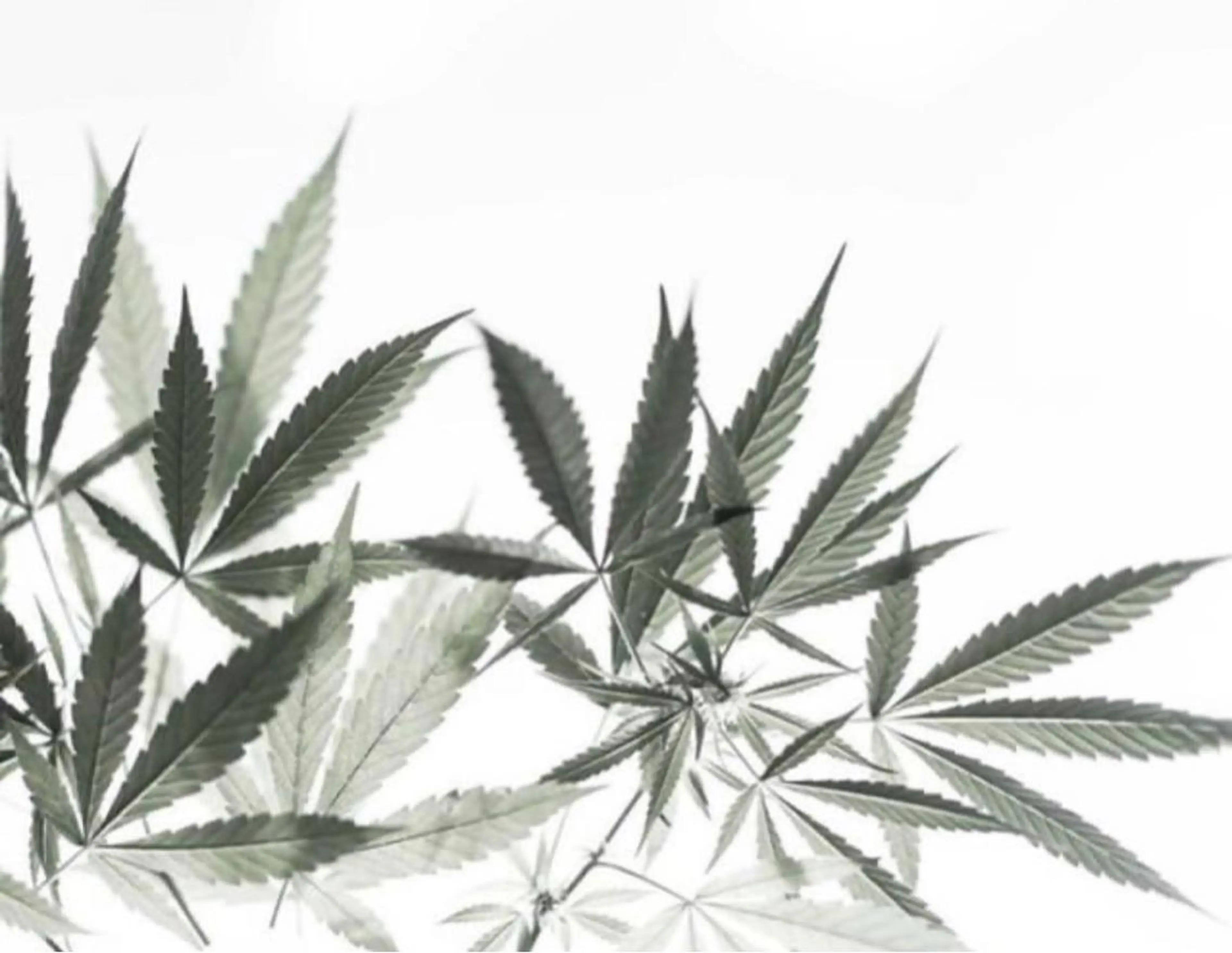 CBDオイルトリートメント　120分　​〜​CBDオイルで全身を念入りに流していきます。至福の時間をお過ごし下さい​〜​の写真