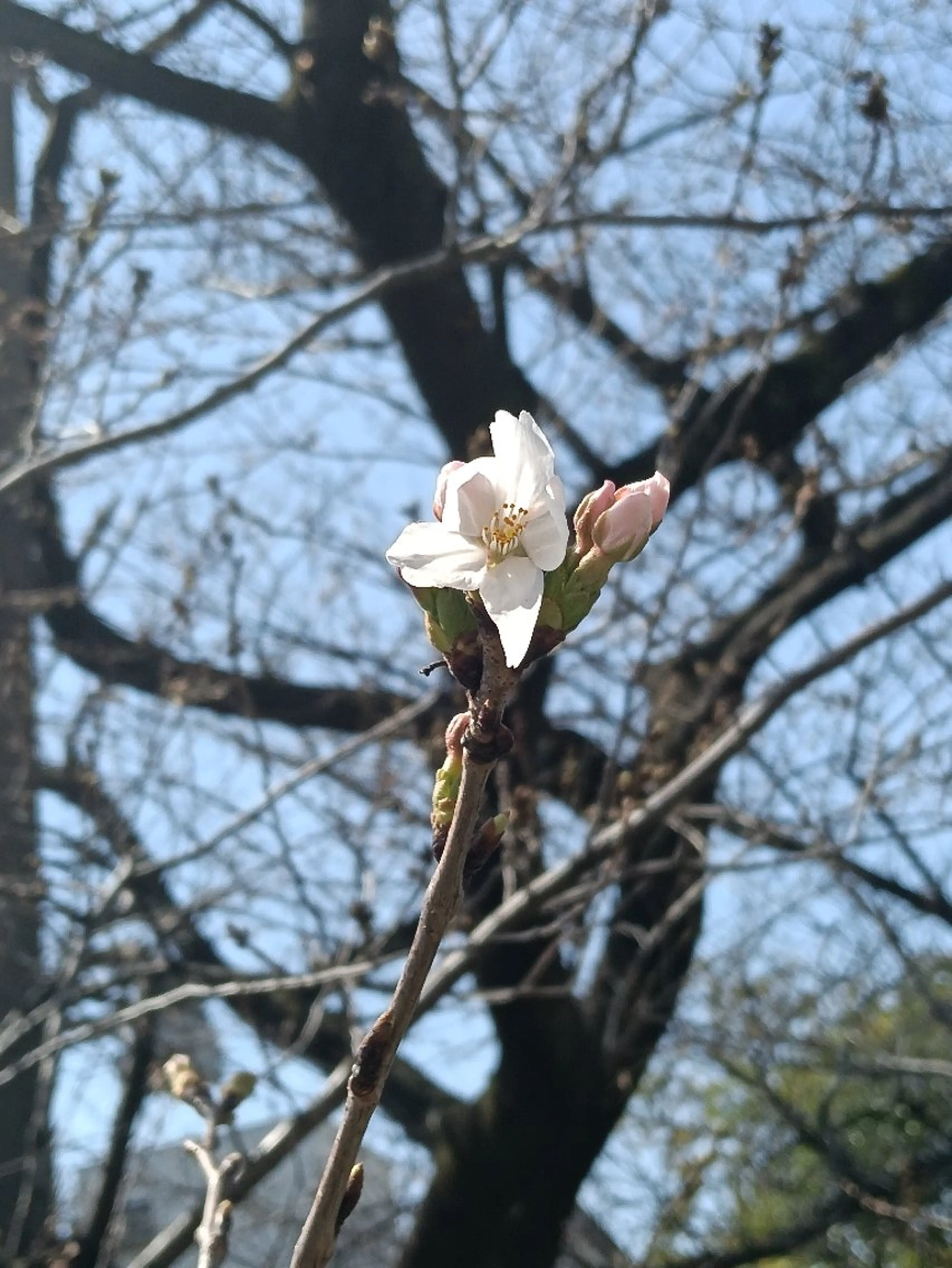 千の樹所属・🪷千住美人🪷 女性専用のエステ・リラクイメージ