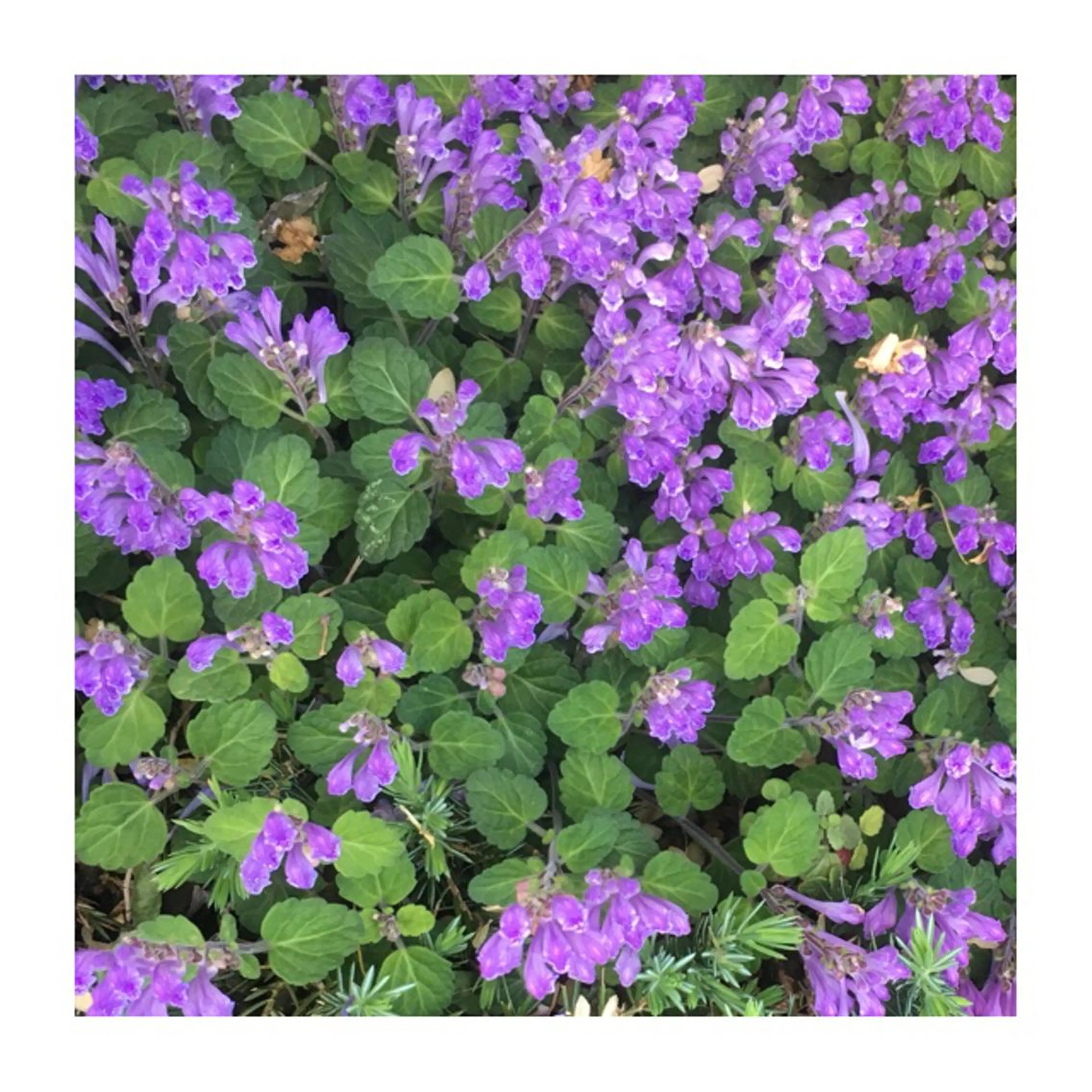 かみじょう ゆうこのヘアスタイル