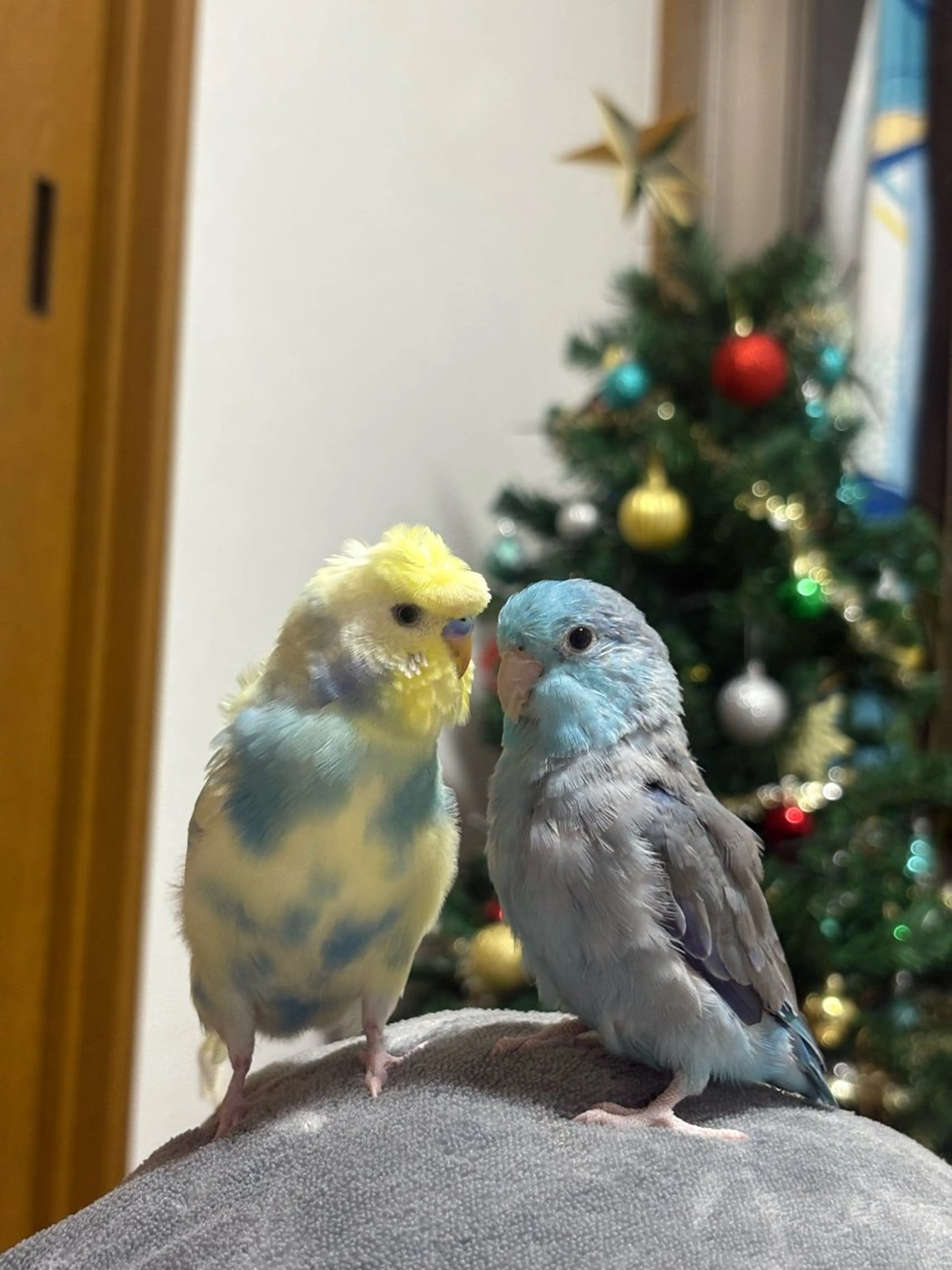 FlyingSeep 🐑kaho💟🌈のネイルデザイン