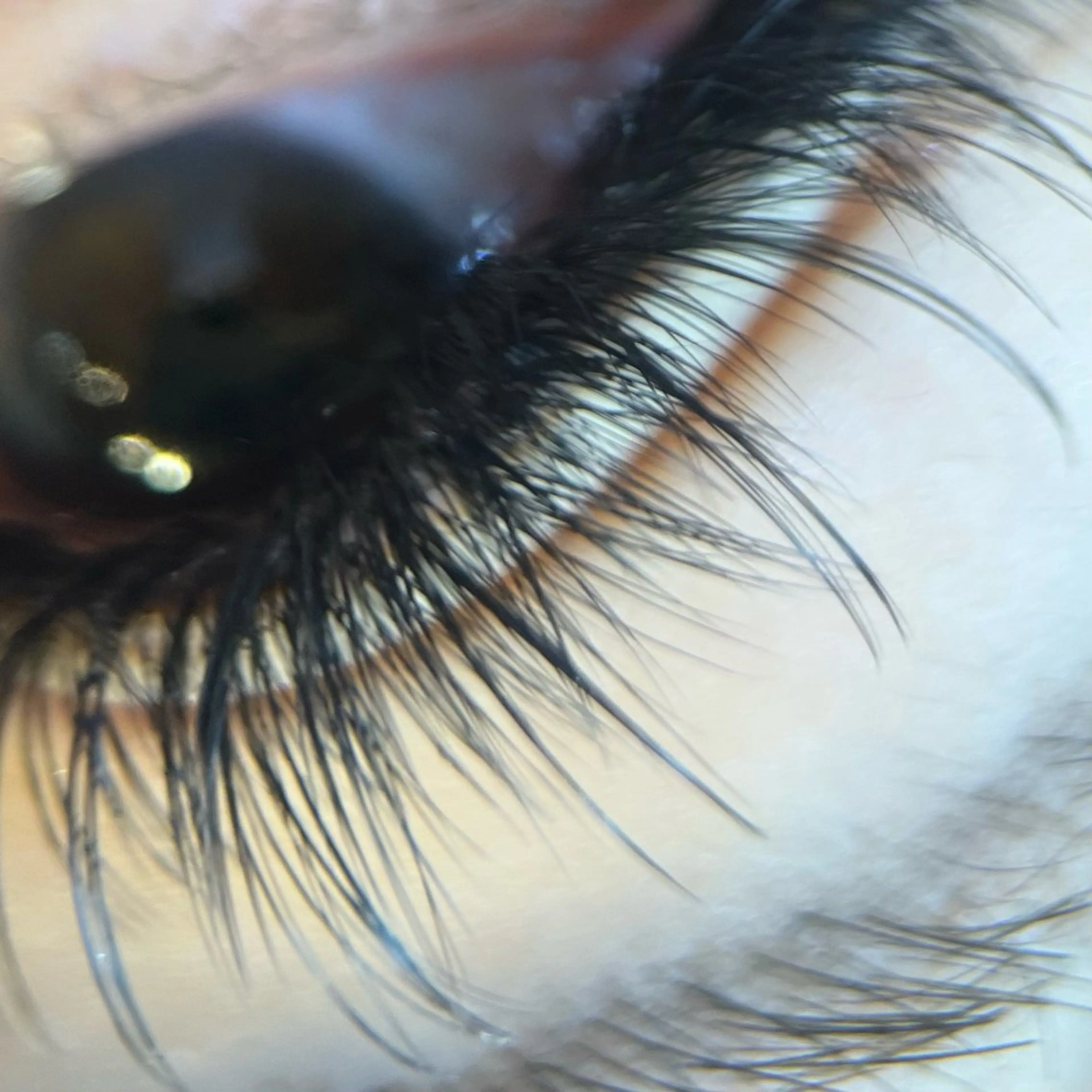 マツエク・マツパ ボリュームラッシュ ワンホンマツエク マツエク LOOPER所属・mzh ...のネイルデザイン