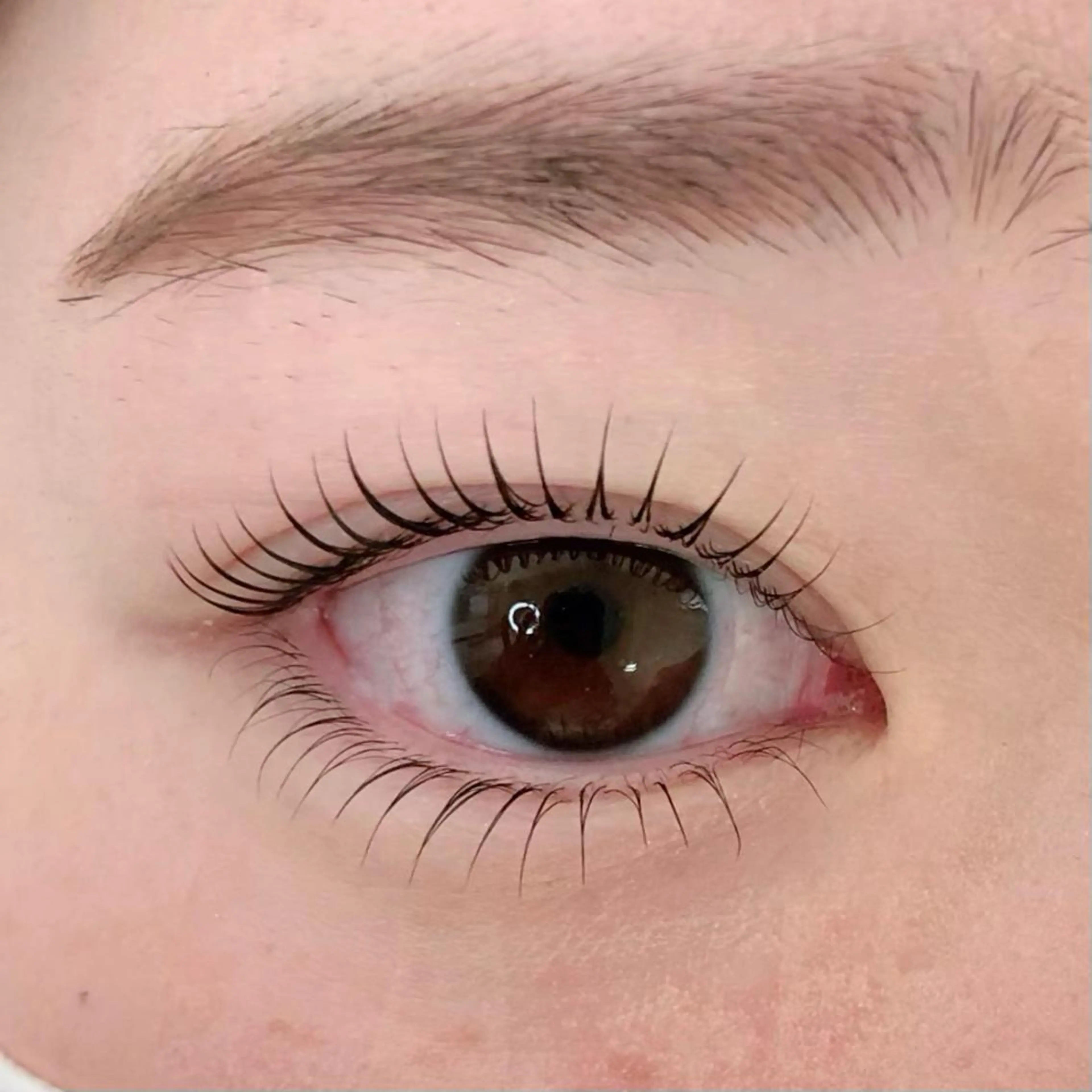 ラッシュリフト上下(コーティング仕上げ🫧)　7980円の写真