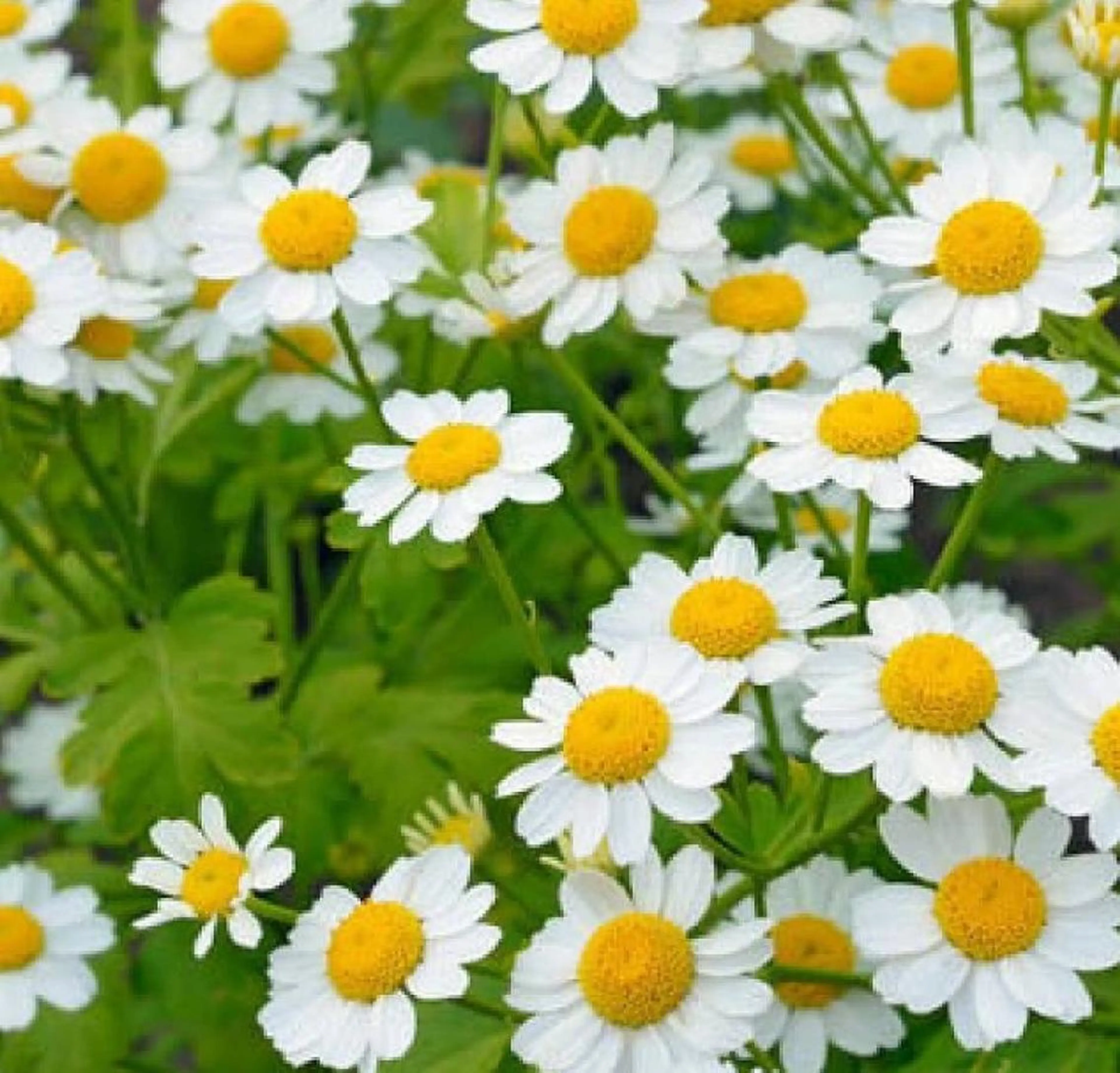 新規様)首ラジオ波&ヘッドトリートメントの写真