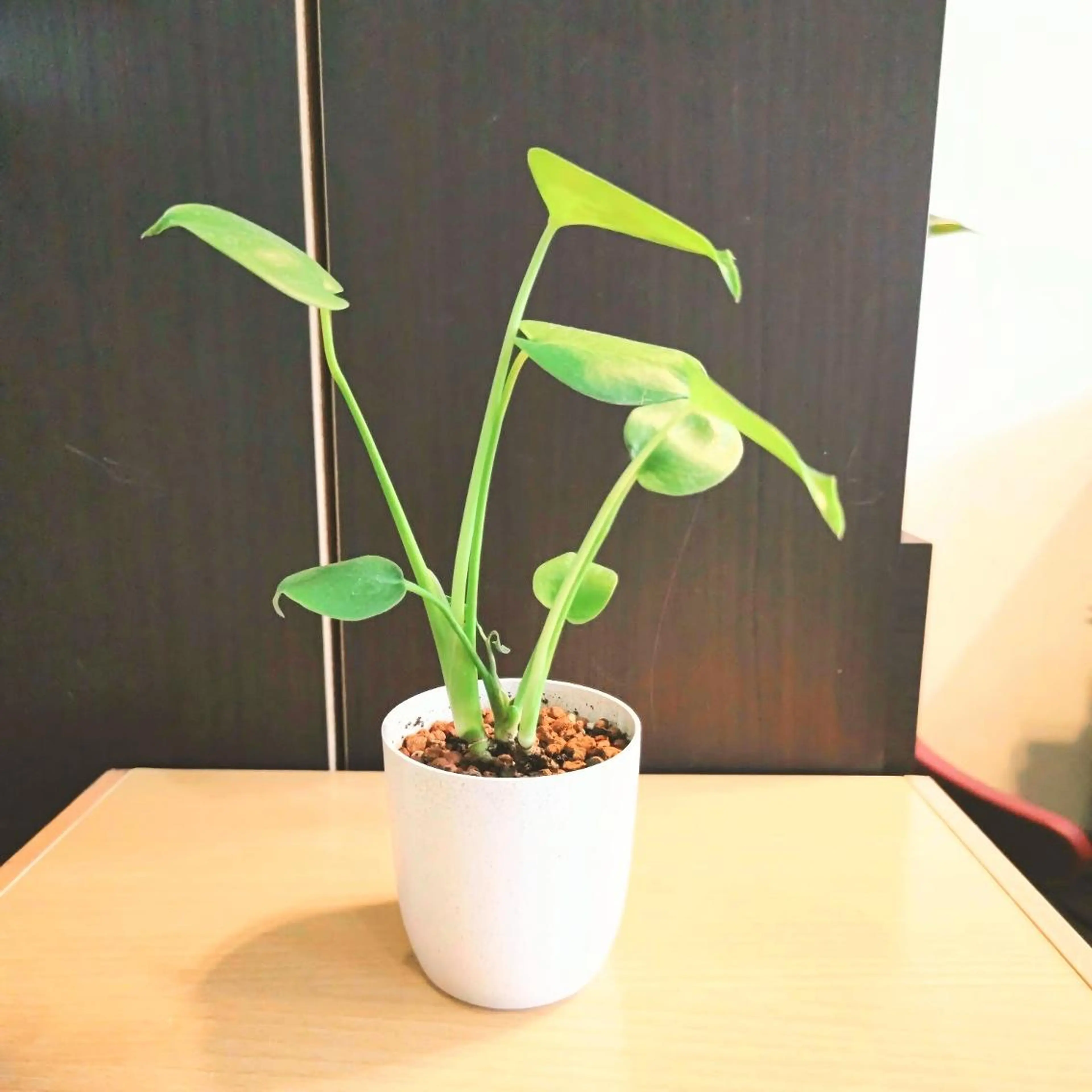 お顔のむくみたるみ 専門☆美容鍼小顔矯正のエステ・リラクイメージ