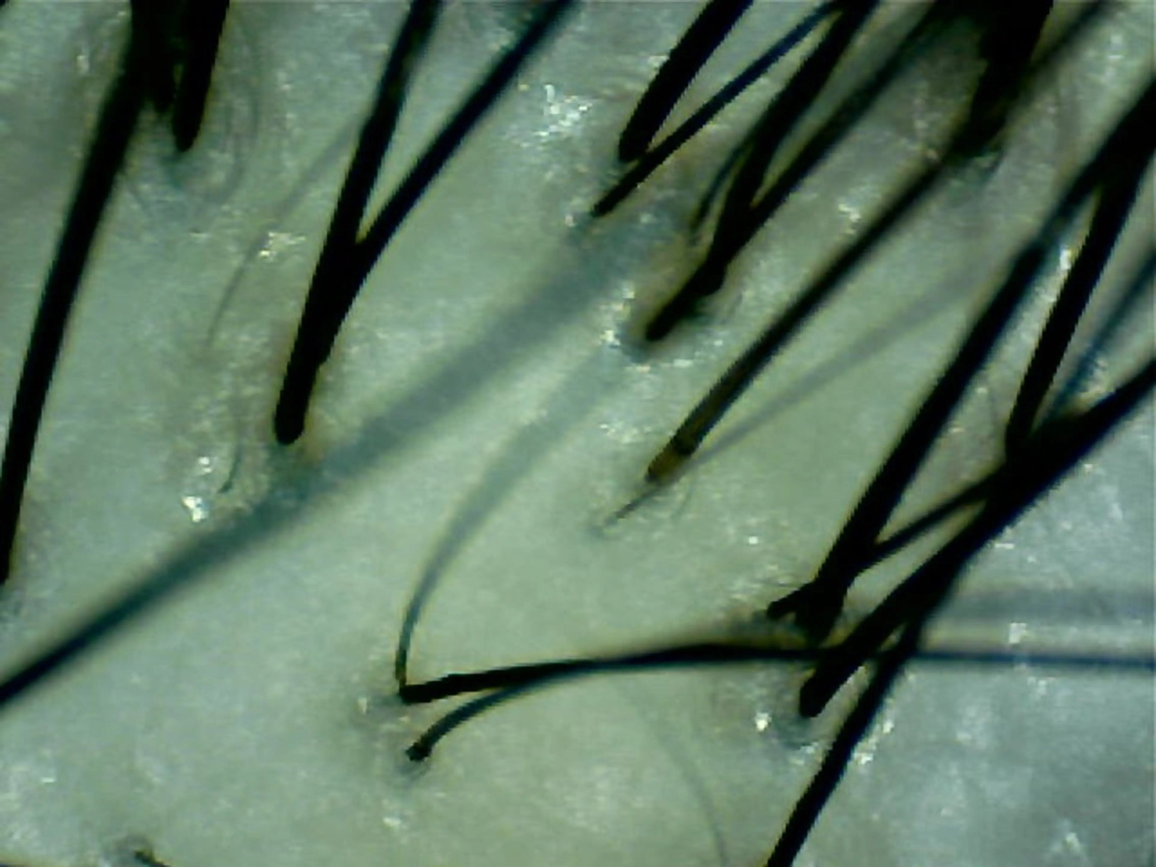 ✨デトックス職人✨ トーヒラボのヘアスタイル