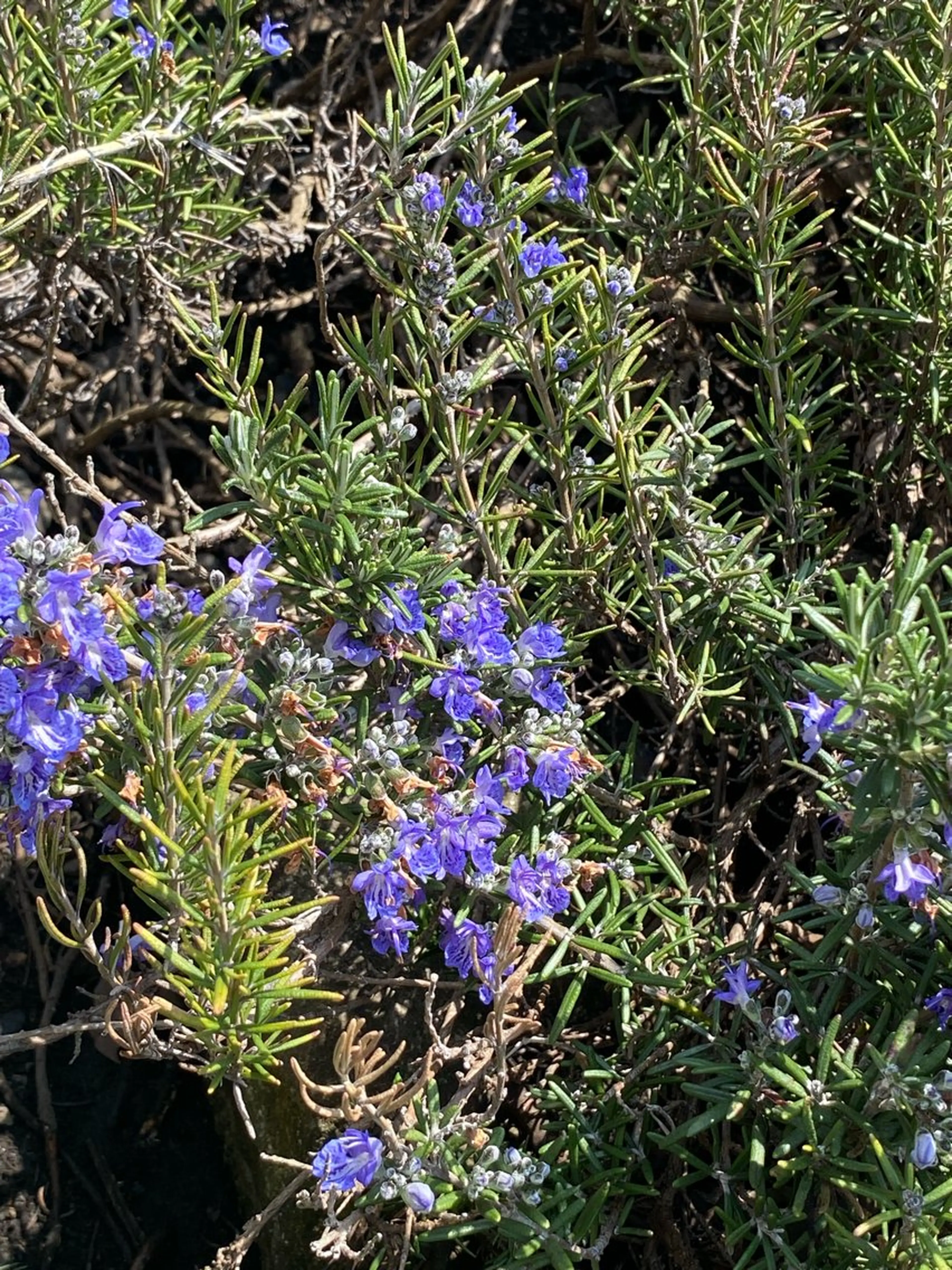 香りの家ローズマリー 🌿アロマリンパのエステ・リラクイメージ