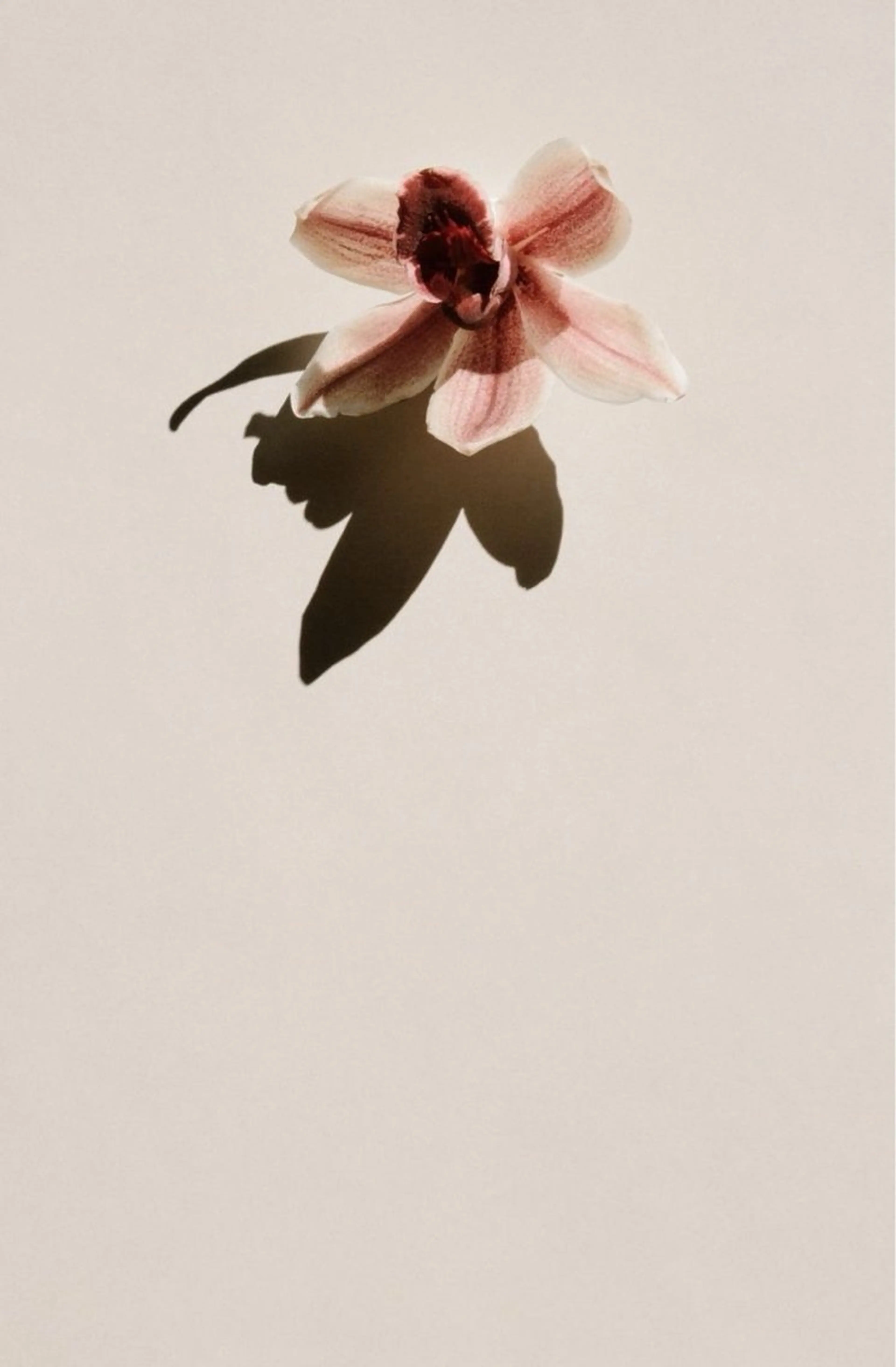 🍃癒しメニュー🍃【似合わせカット+30minお悩み解決ヘッドスパ】の写真