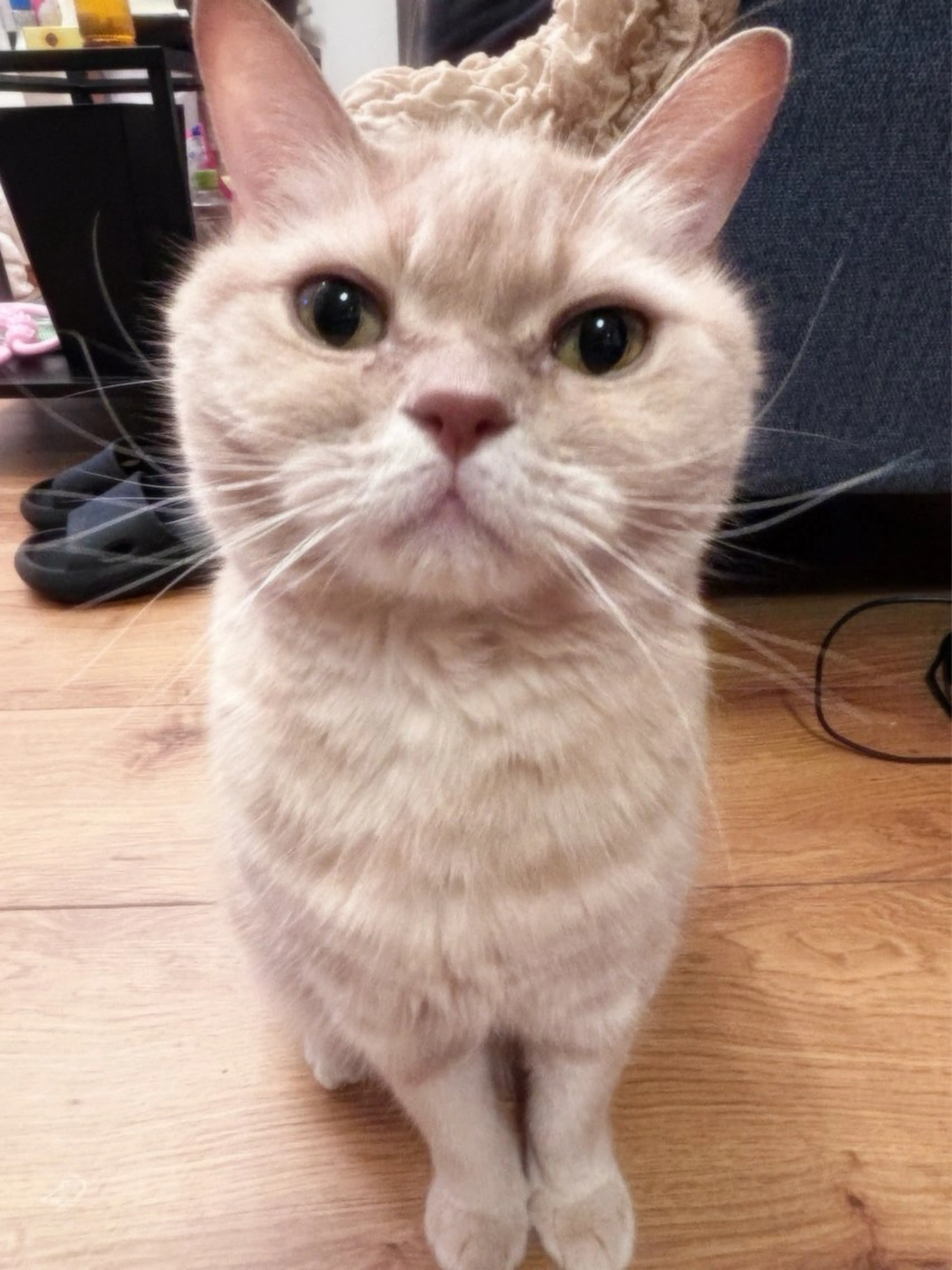 OLIVIA EBISU松村　代表のマツエク・マツパデザイン