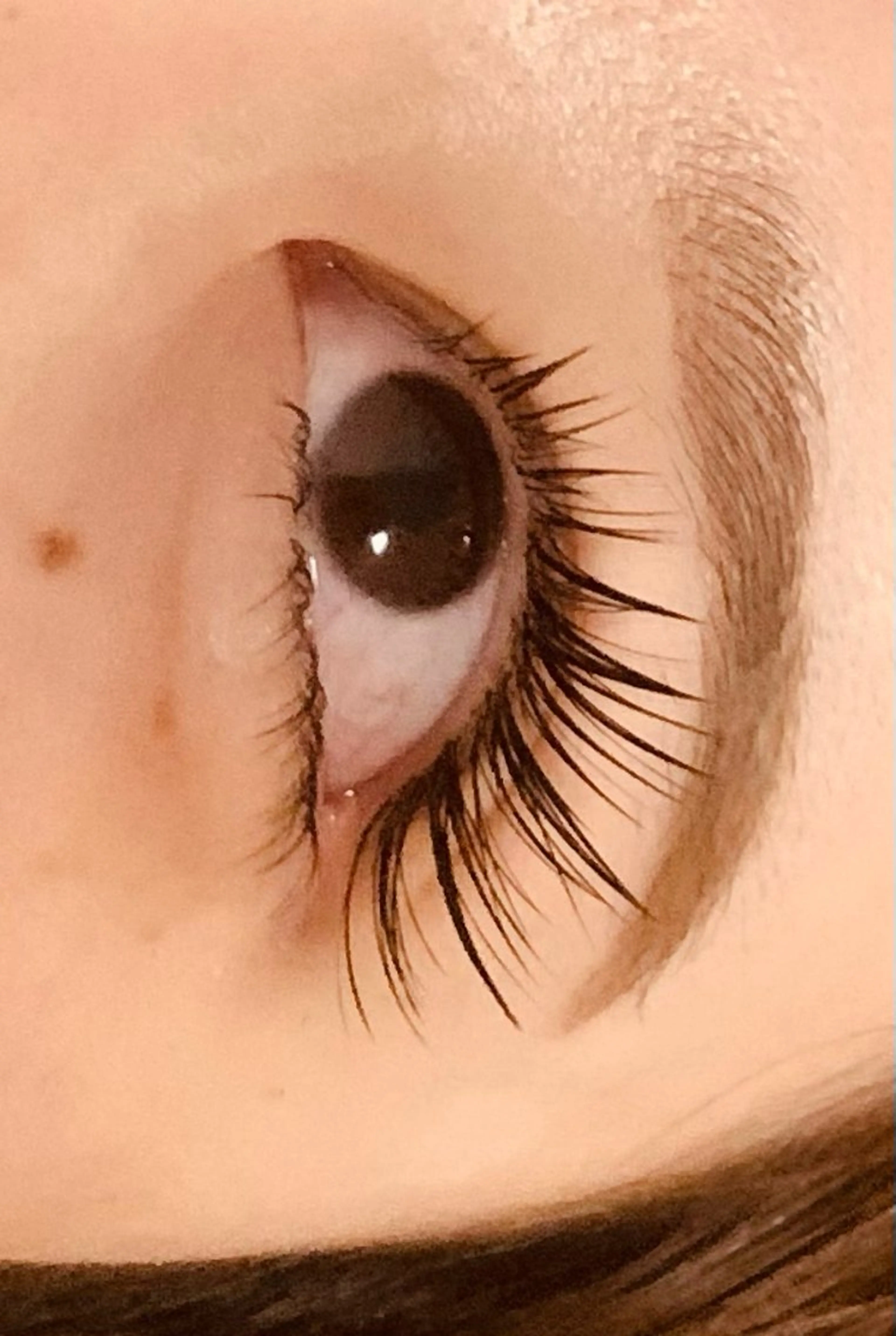 マツエク・マツパ 創健ビューティー 御徒町・上野本店のマツエク・マツパデザイン