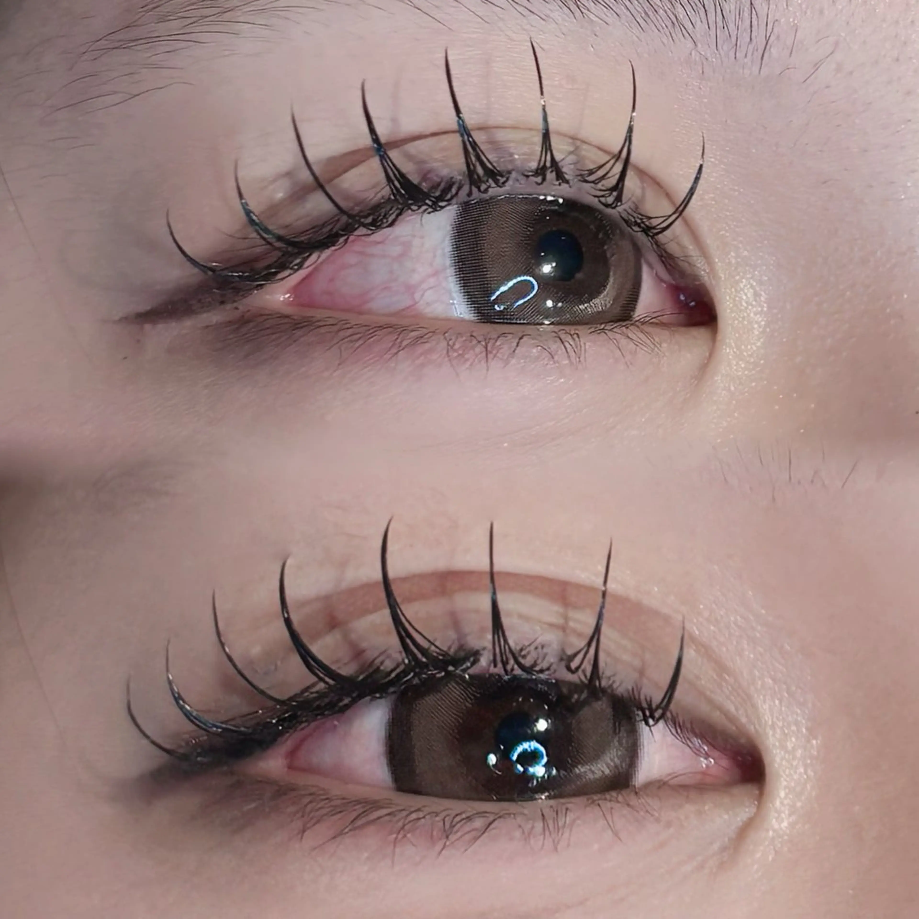 【学割U24】 カシミアフラットラッシュ 100本 ¥2900の写真