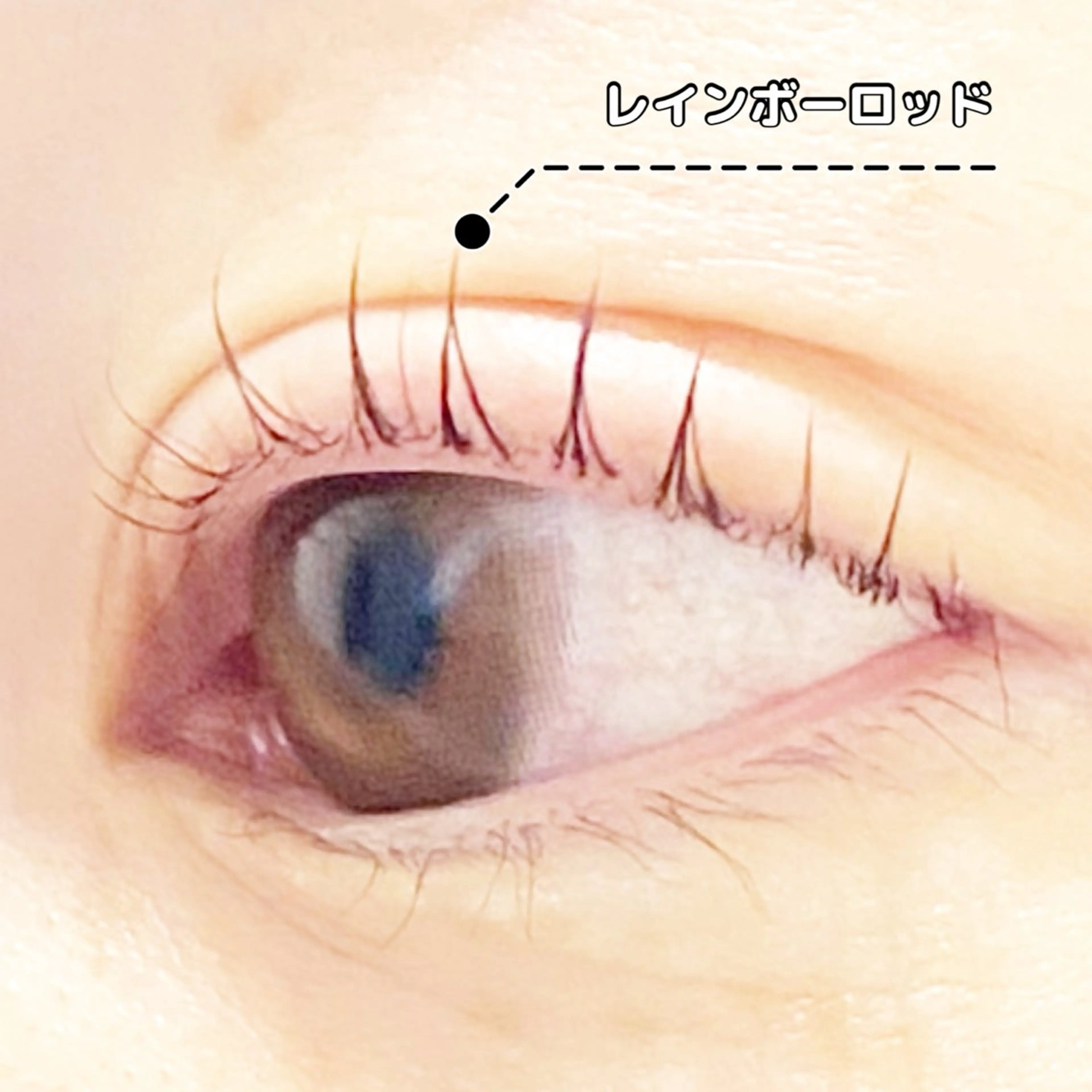 マツエク・マツパ LC尾張旭店所属・LC尾張旭店🫧 いしいのマツエク・マツパデザイン