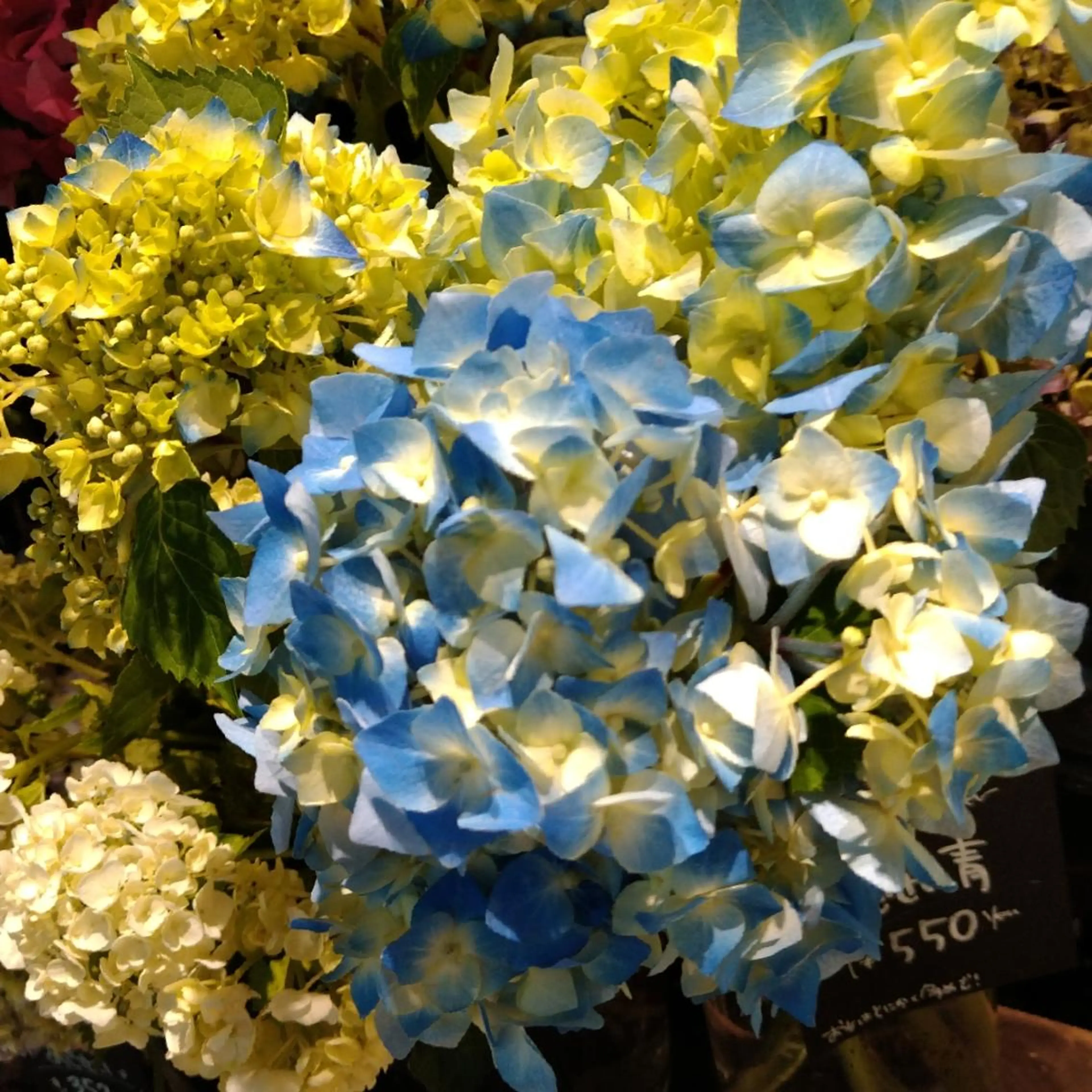 １５時​〜​予約制、火、木曜帯結びおまかせ小紋の遊び着お着付け、浴衣モデルさん(ヘアーセット付き)(女性限定)時間はご相談。の写真