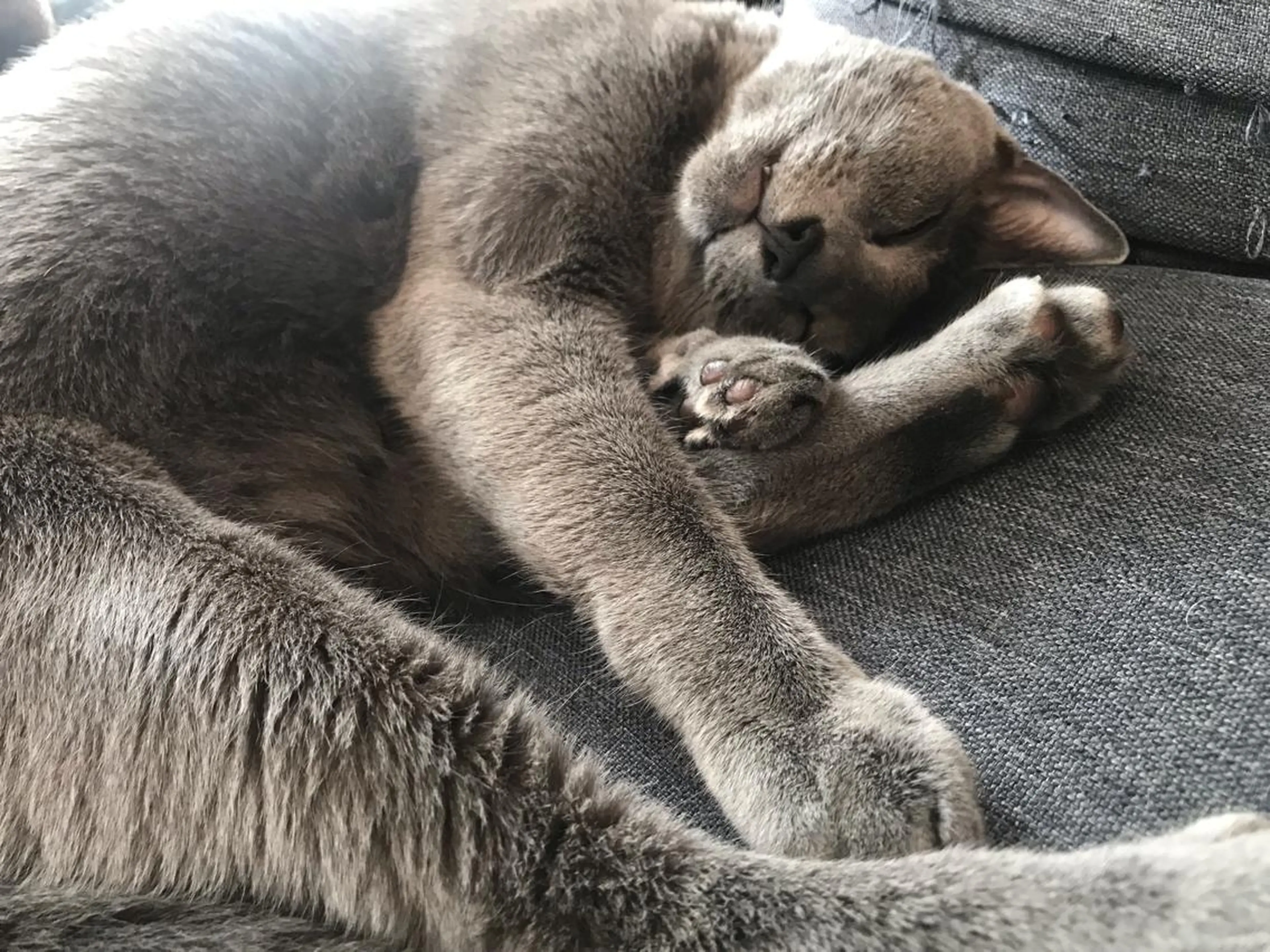 ショート カラー パーマ ヘアアレンジ メンズ キッズ ネイル マツエク・マツパ アイブロウ アニメ,Vオタク× 即効痩せエステサロンのエステ・リラクイメージ