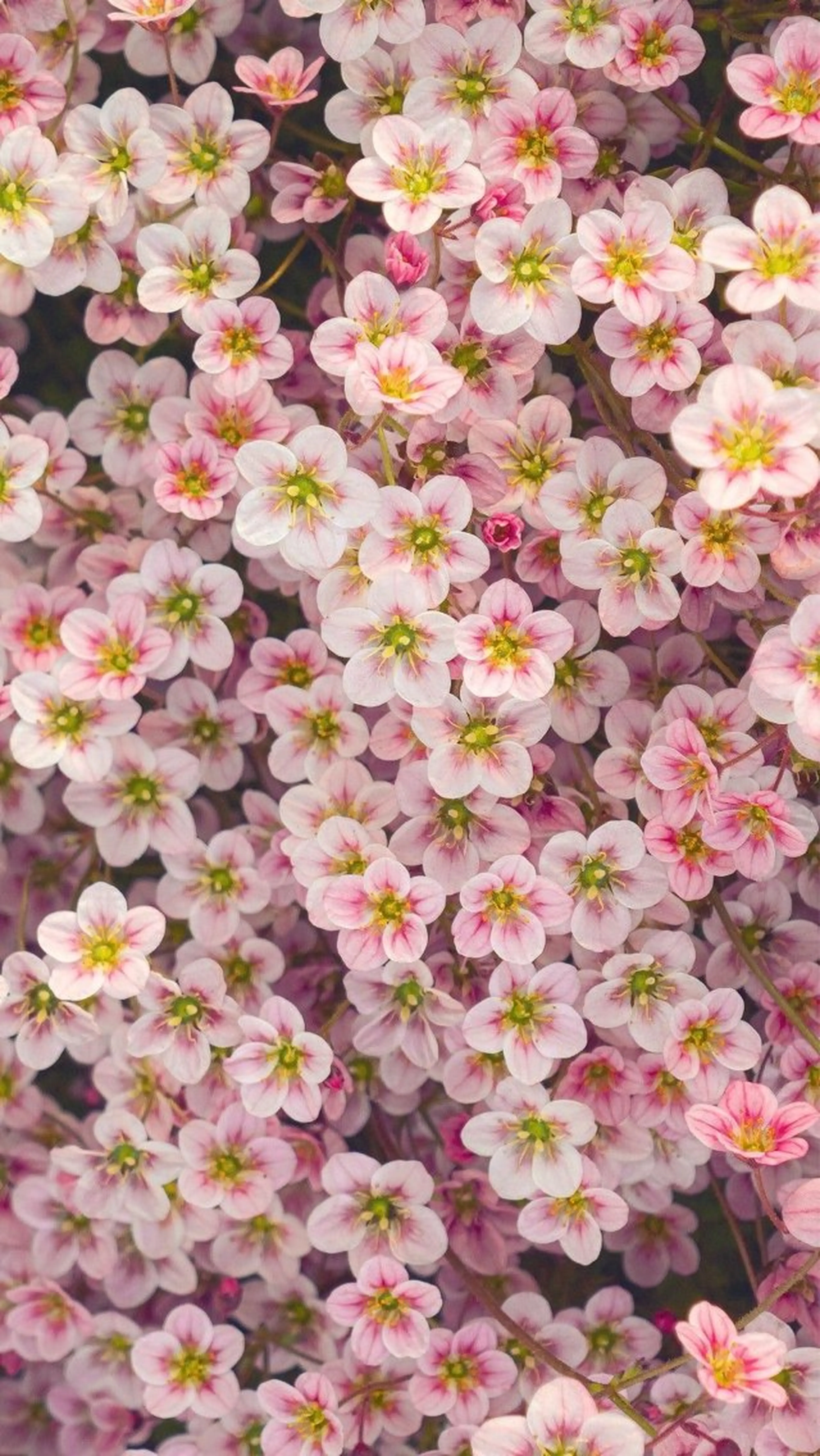 オト/レイヤー/ Wカラー/メンズのヘアスタイル