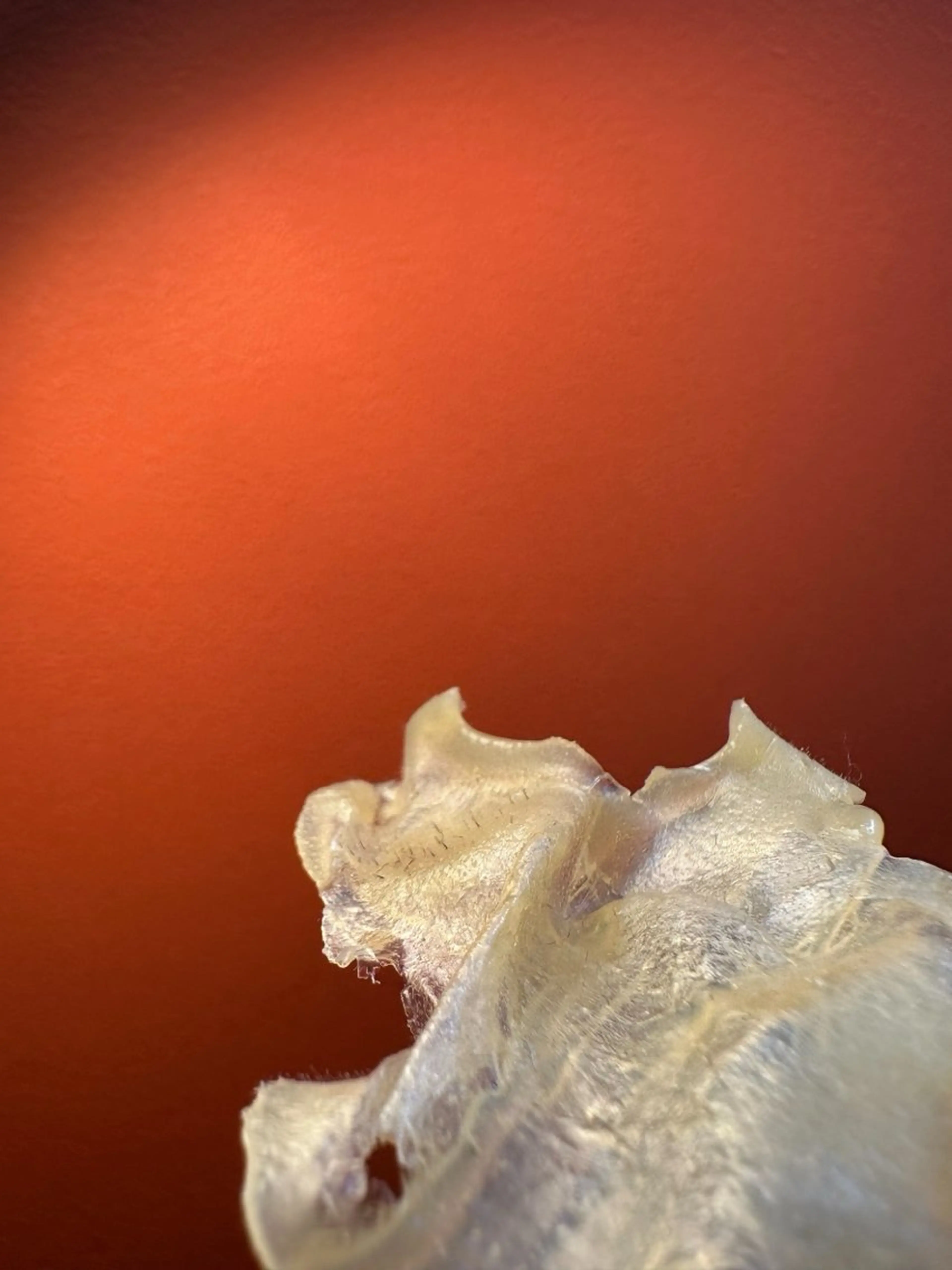 エステ Lei beauty salon所属・松ヤニワックス専門/ 梅田/Leiのエステ・リラクイメージ