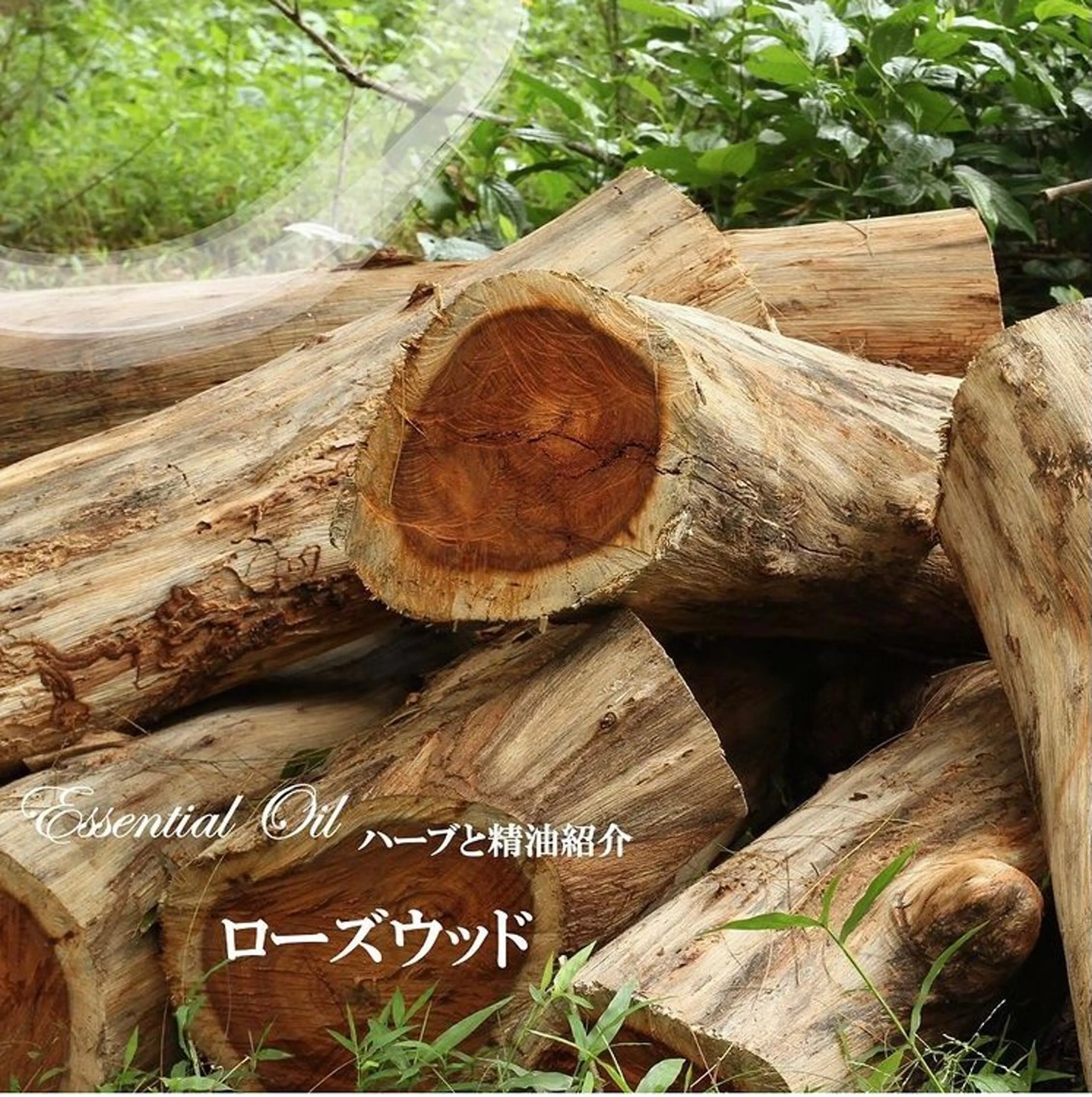 香りの家ローズマリー 🌿アロマリンパのエステ・リラクイメージ