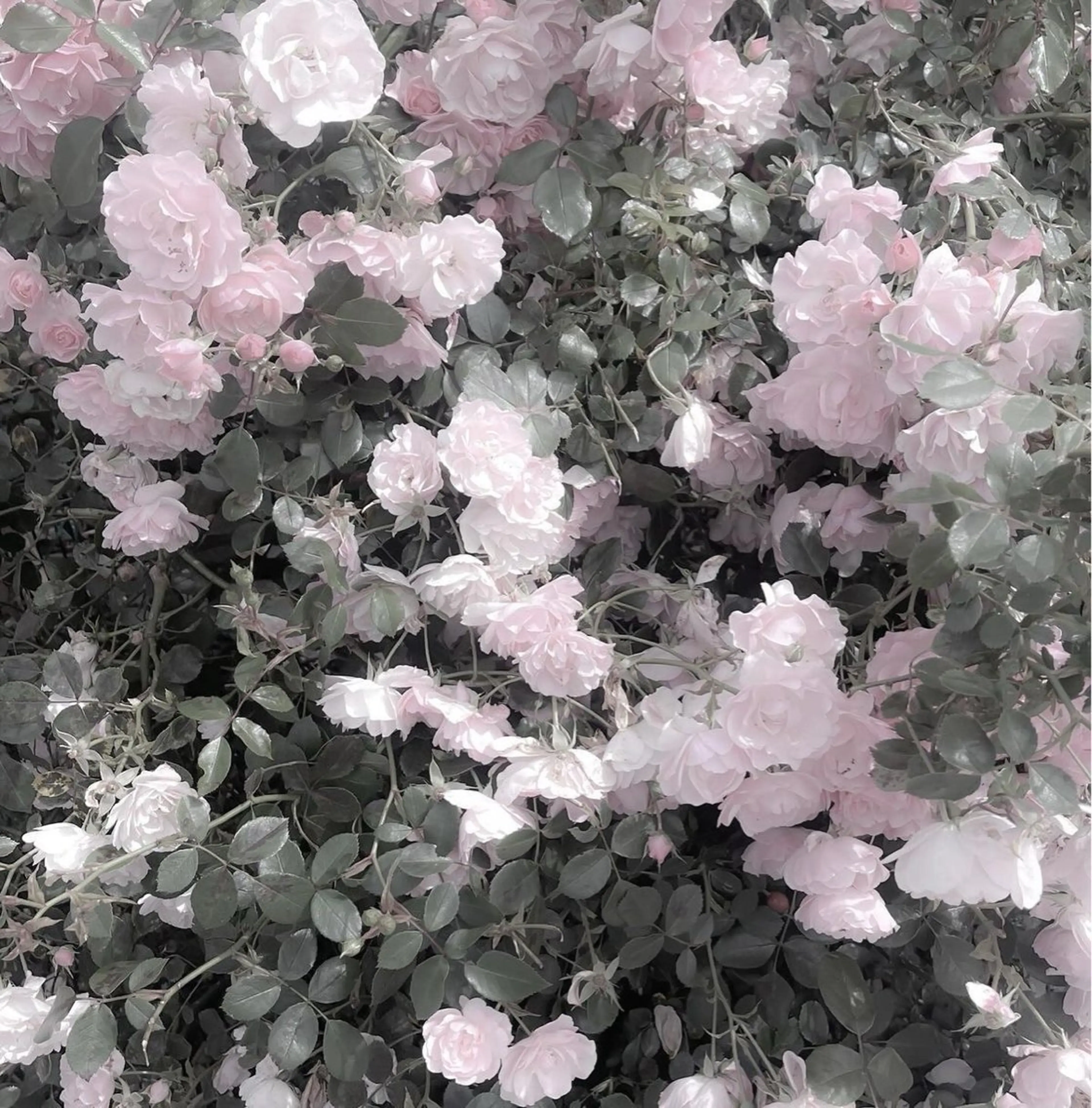 ネイル *Bianca国分寺 IGUCHI✮*｡ﾟのネイルデザイン