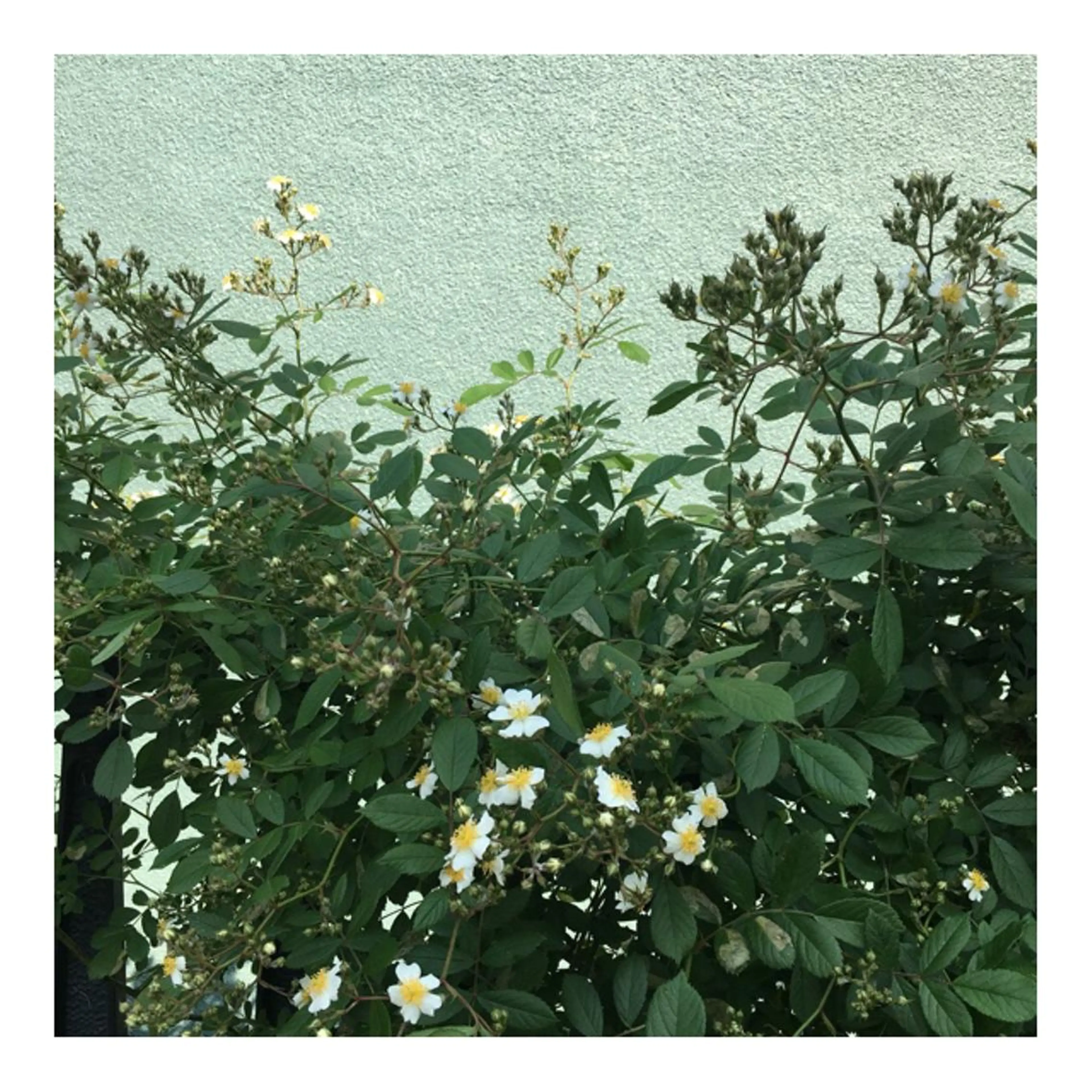 かみじょう ゆうこのヘアスタイル