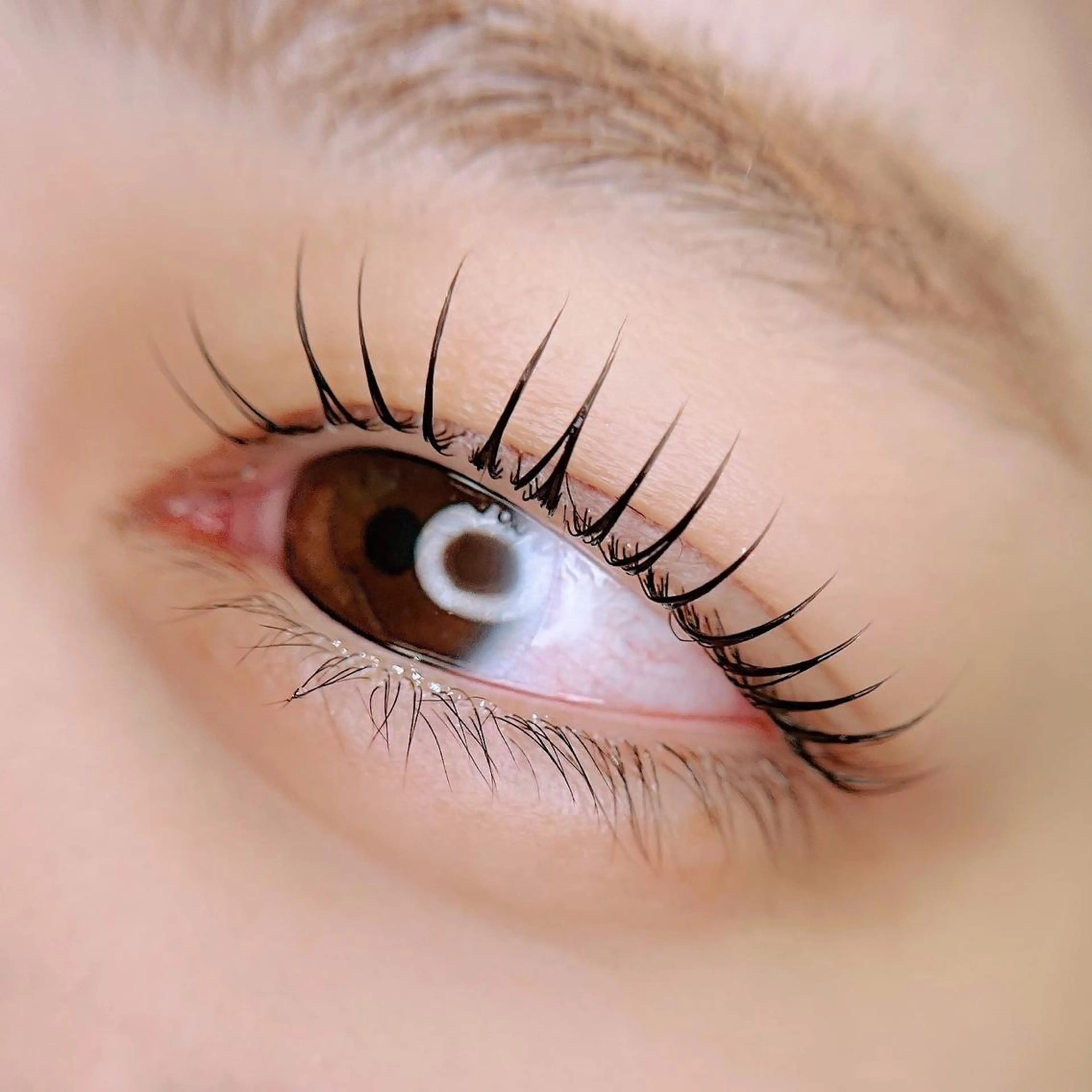 【平日限定❣️】⭐️ラッシュリフト(上まつげ)⭐️アイシャンプー付の写真