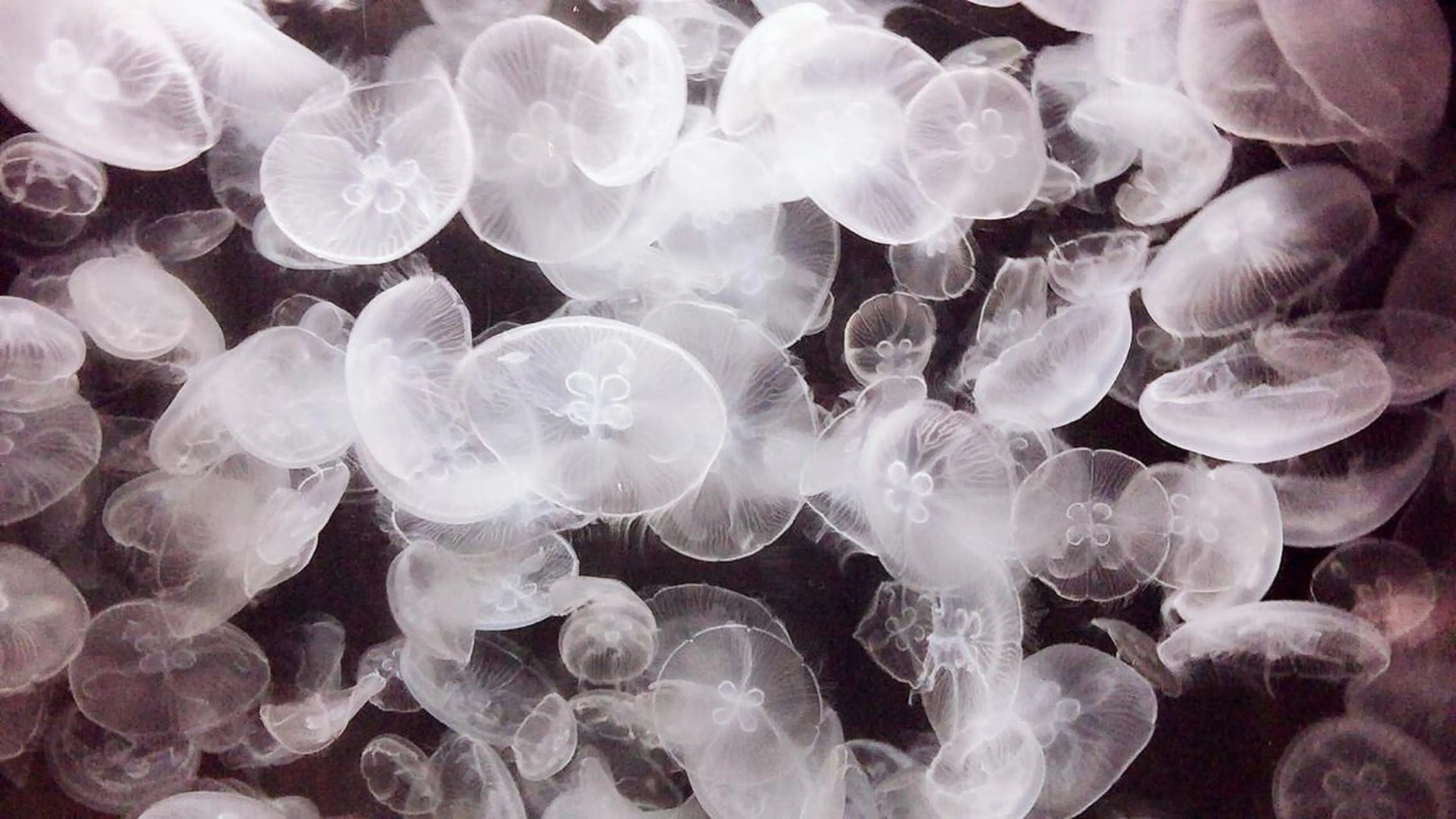 田中 実咲のヘアスタイル