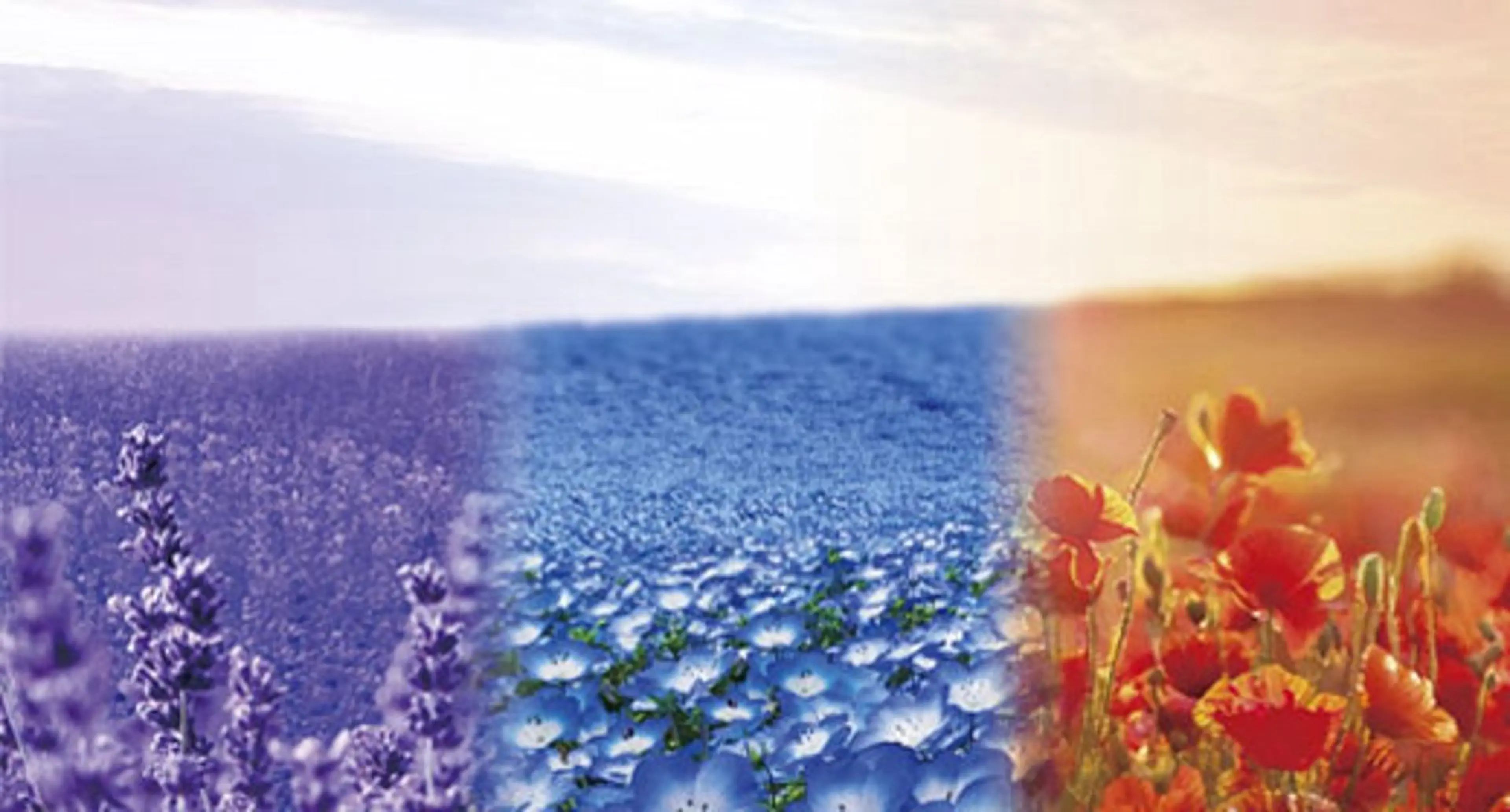 ミディアム カラー 透明感カラー イルミナカラー カット ヘアカラー トリートメント カミノア所属・4月予約解放しまし たイルミナ公認荒井のヘアスタイル