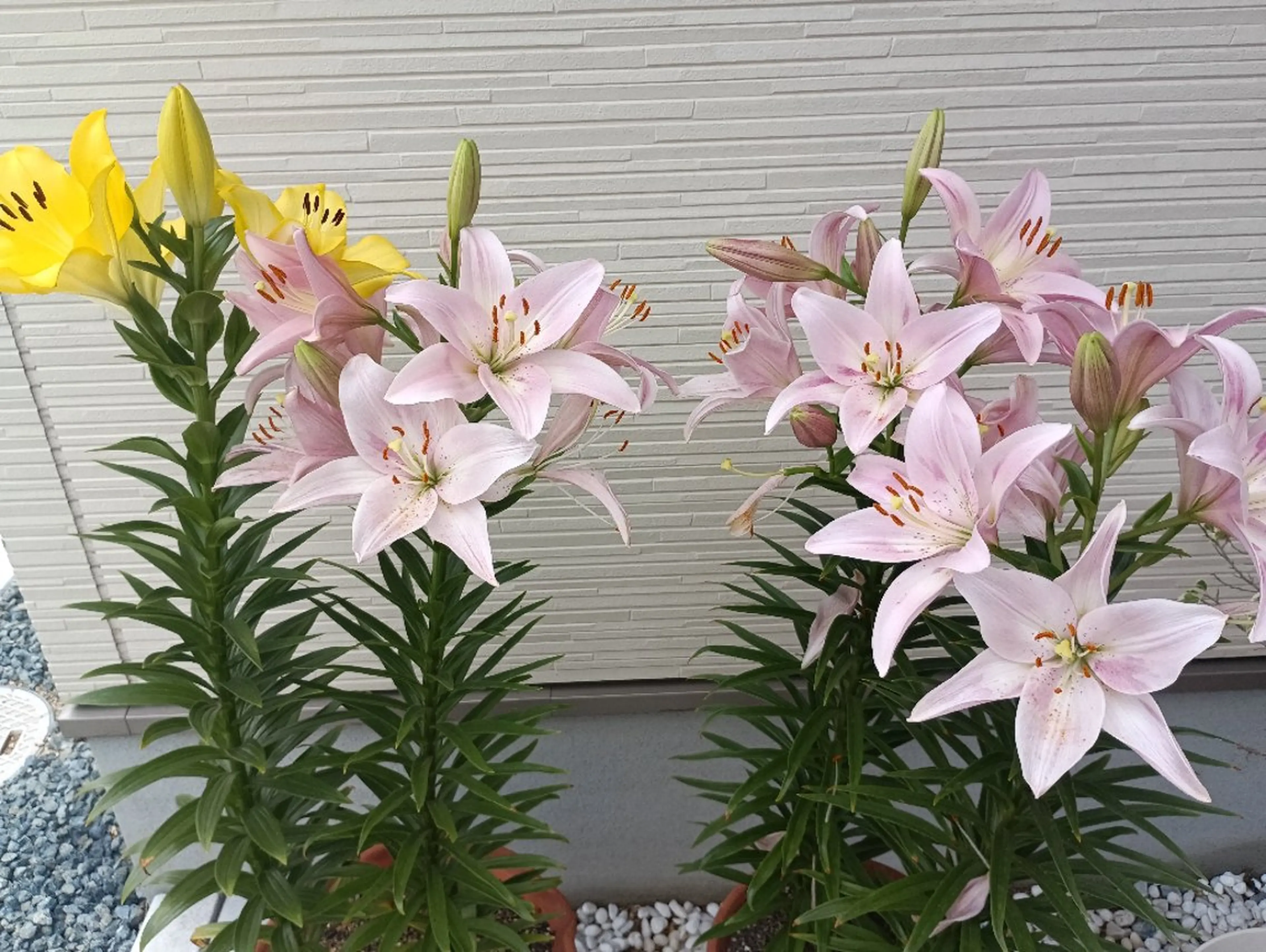 フェイシャルエステ ZELOSSALONのエステ・リラクイメージ