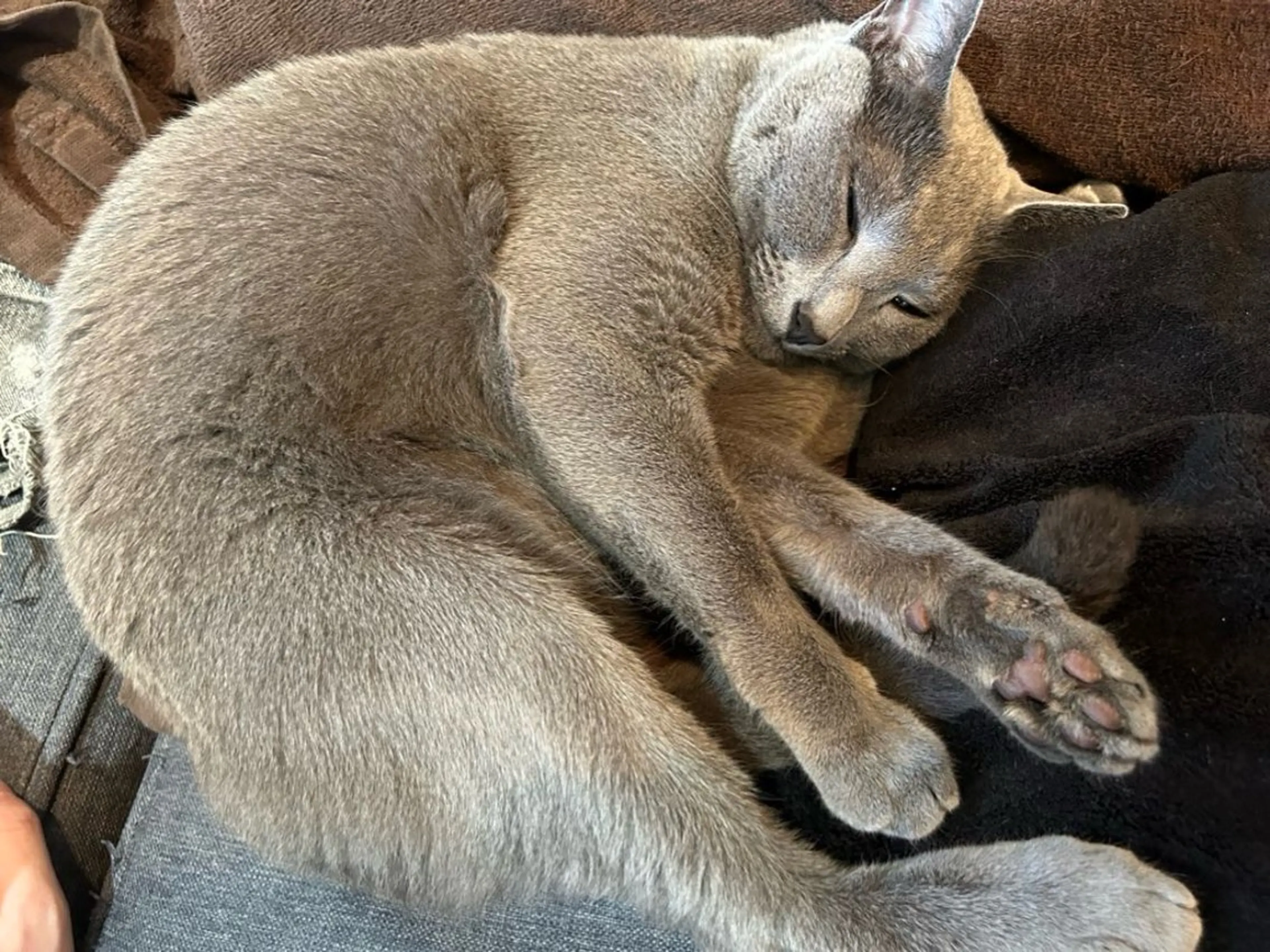 ショート アニメ,Vオタク× 即効痩せエステサロンのエステ・リラクイメージ