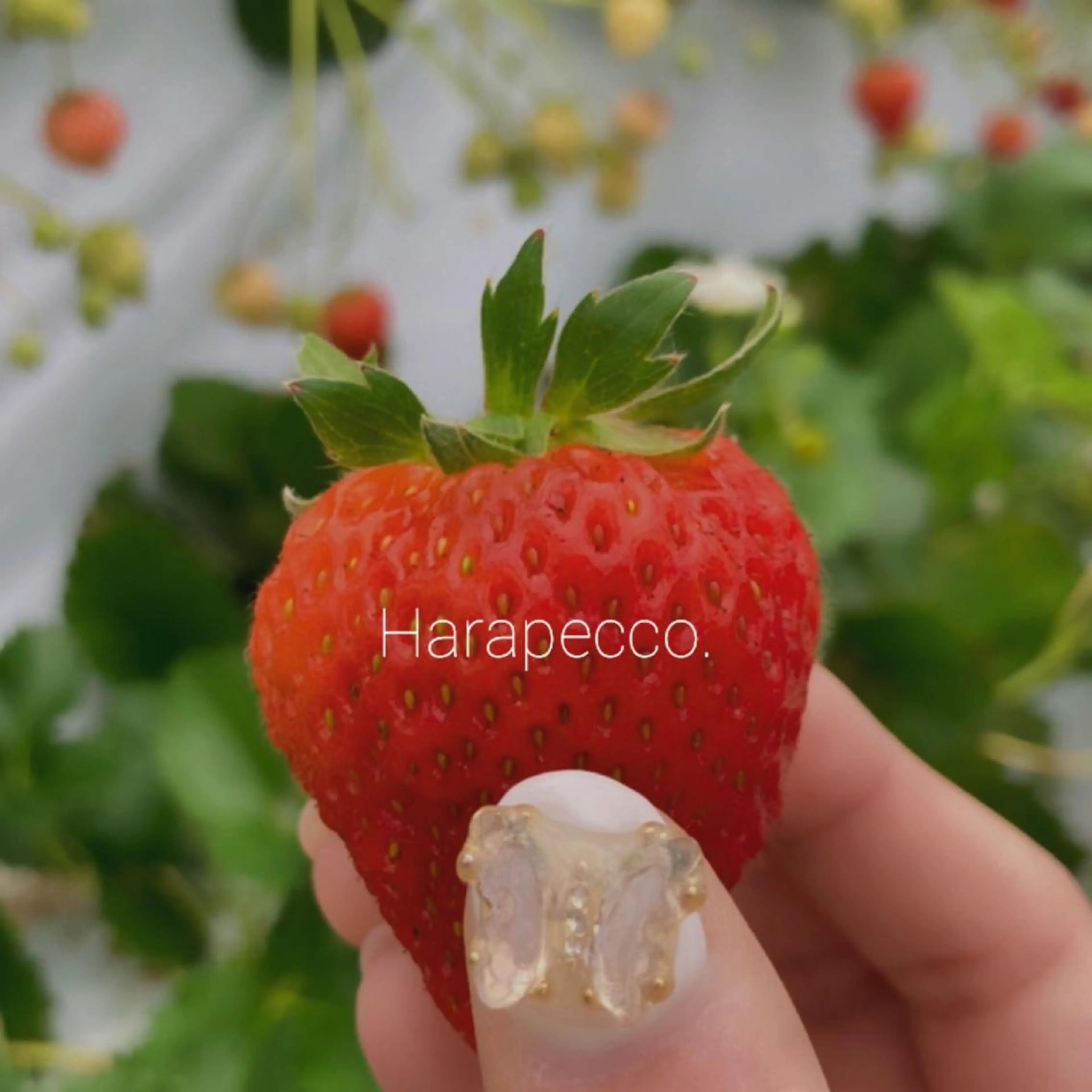 ネイル ハンドネイル Hiro nail /Harapeccoのネイルデザイン