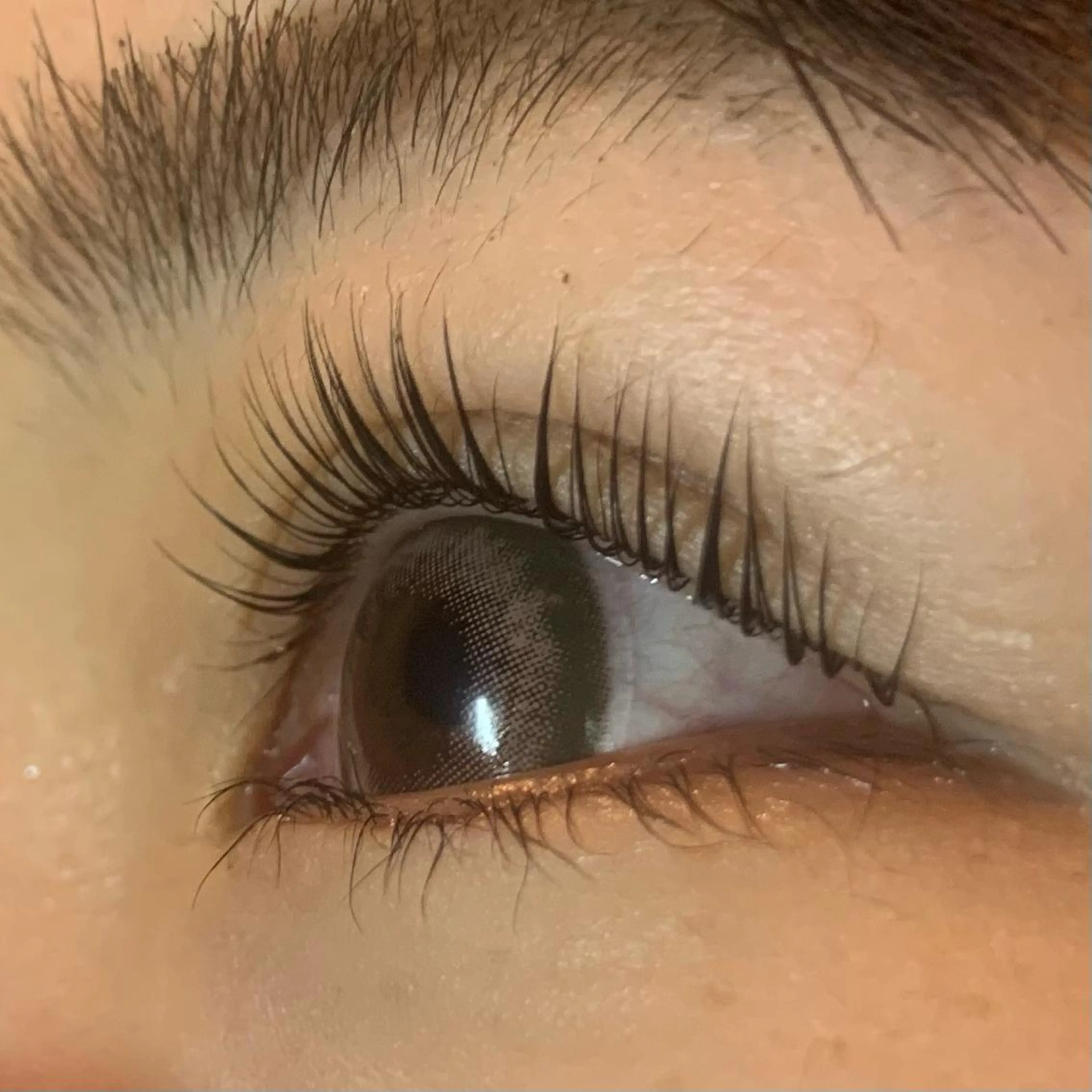 マツエク・マツパ パリジェンヌラッシュリフト Celeste Venus所属・🧸Celeste Venusのマツエク・マツパデザイン