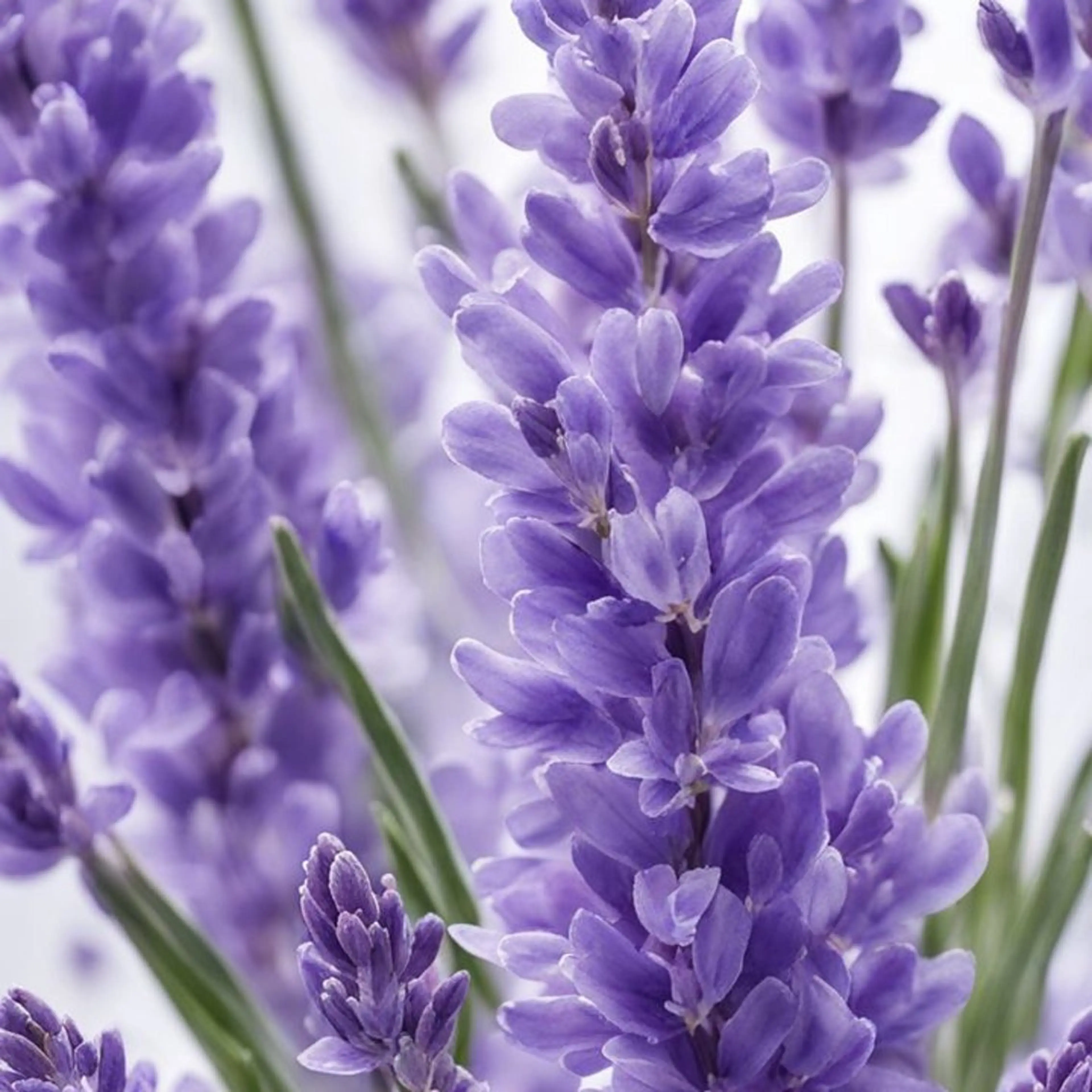 💜ラベンダーブリスの写真