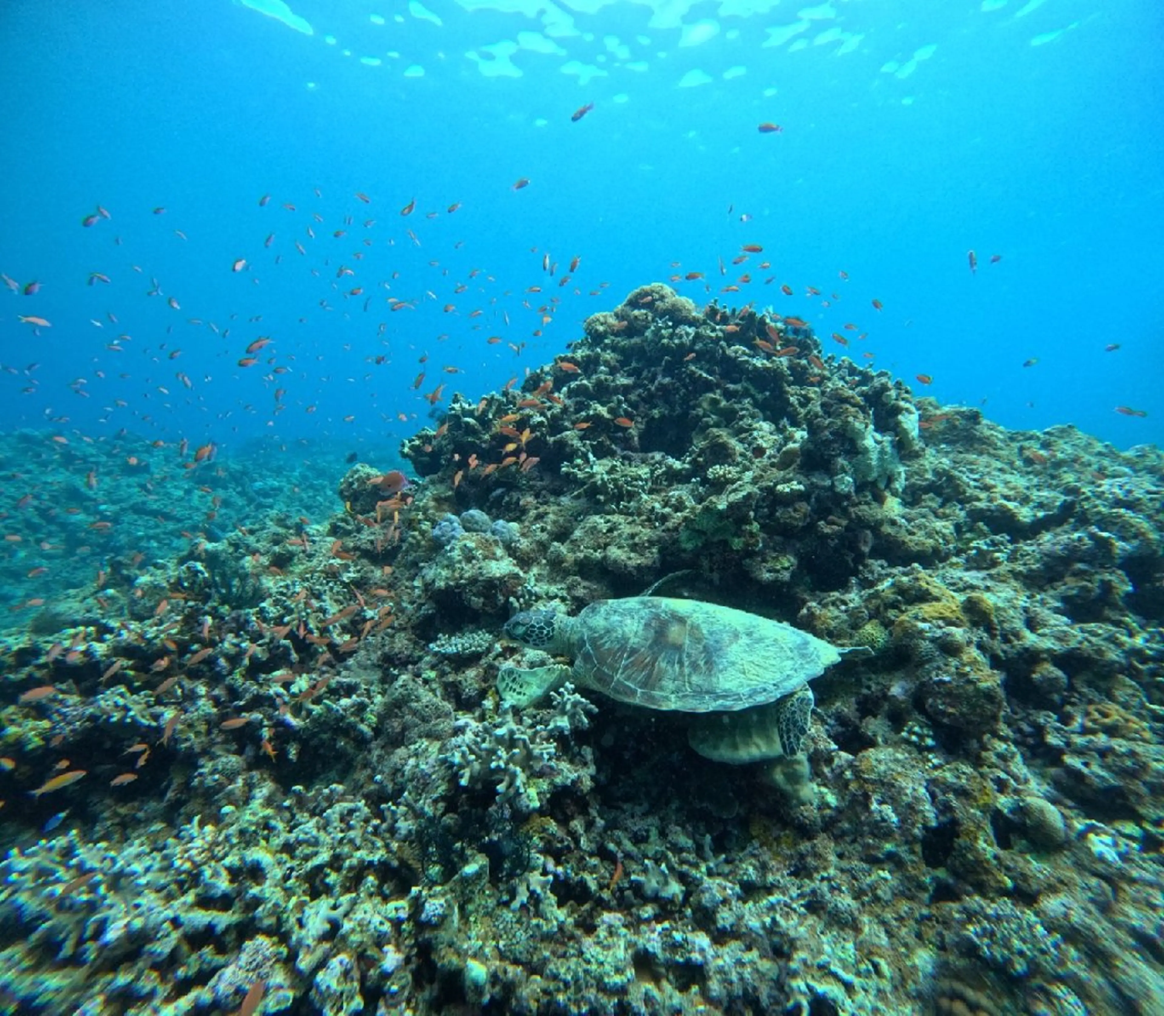 コパン Copainのマツエク・マツパデザイン