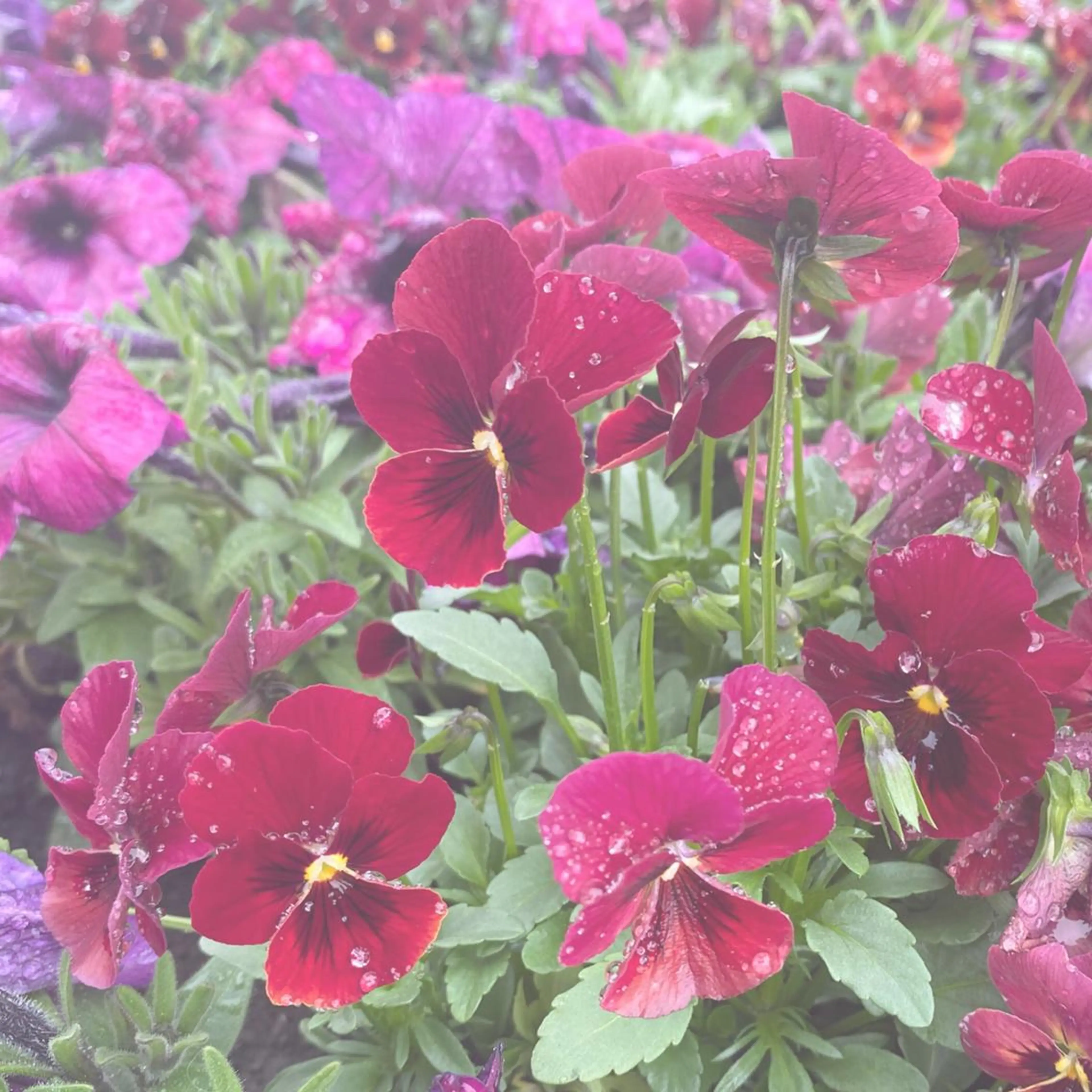 Plaatje所属・Plaatje💐 ゆずはのヘアスタイル