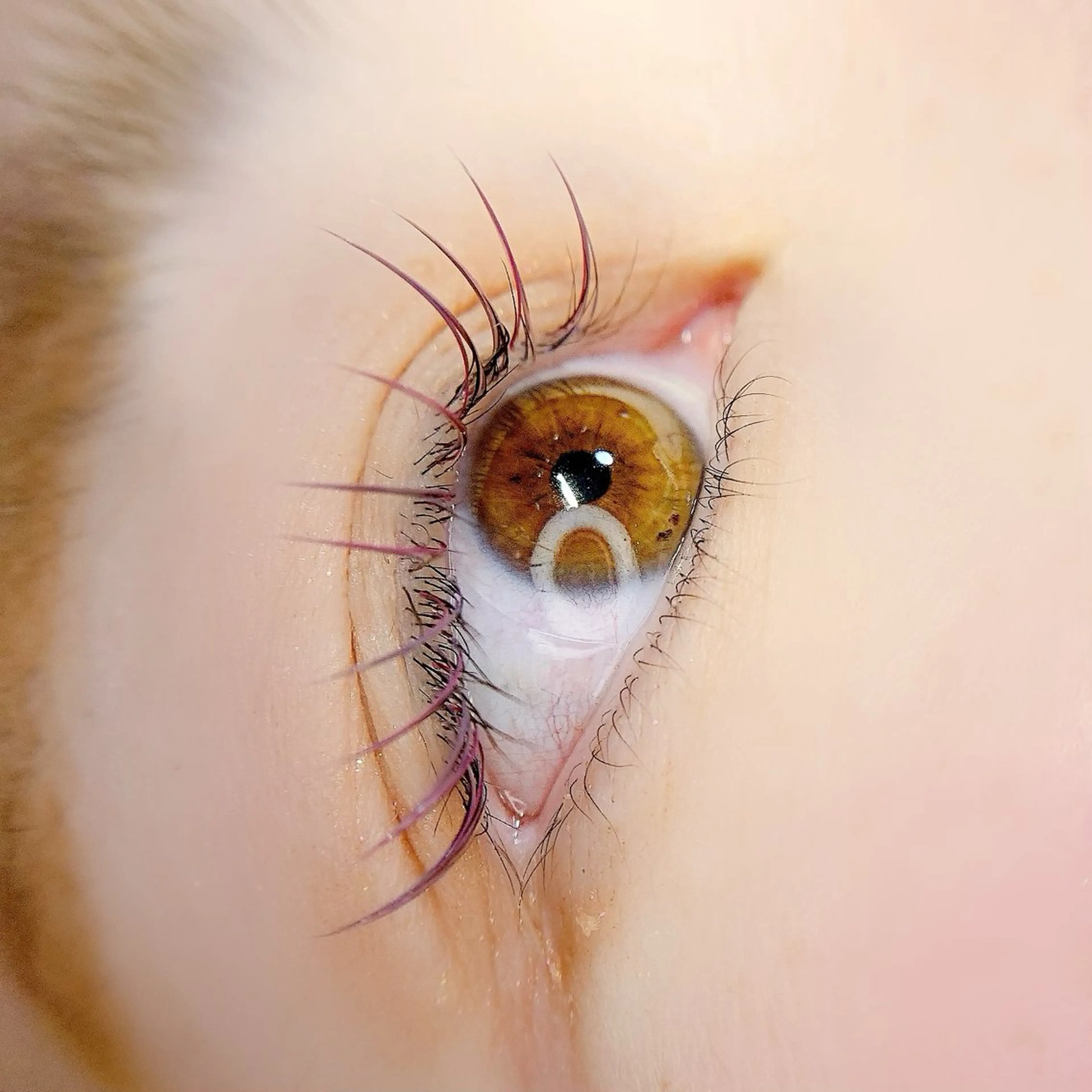 マツエク・マツパ フラットラッシュ PETALE所属・PETALE ペタルのマツエク・マツパデザイン