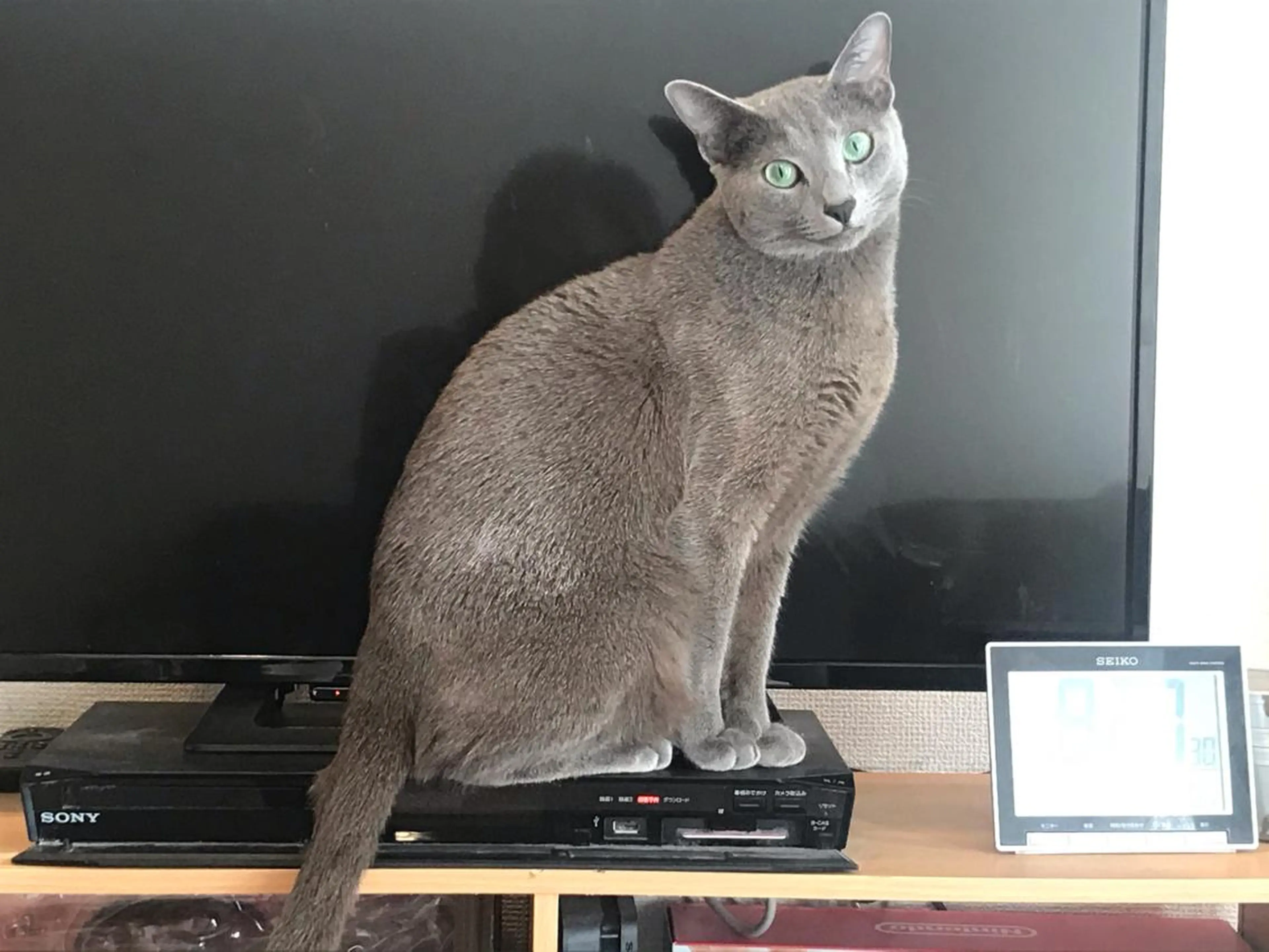 ショート カラー パーマ ヘアアレンジ メンズ キッズ ネイル マツエク・マツパ アニメ,Vオタク× 即効痩せエステサロンのエステ・リラクイメージ