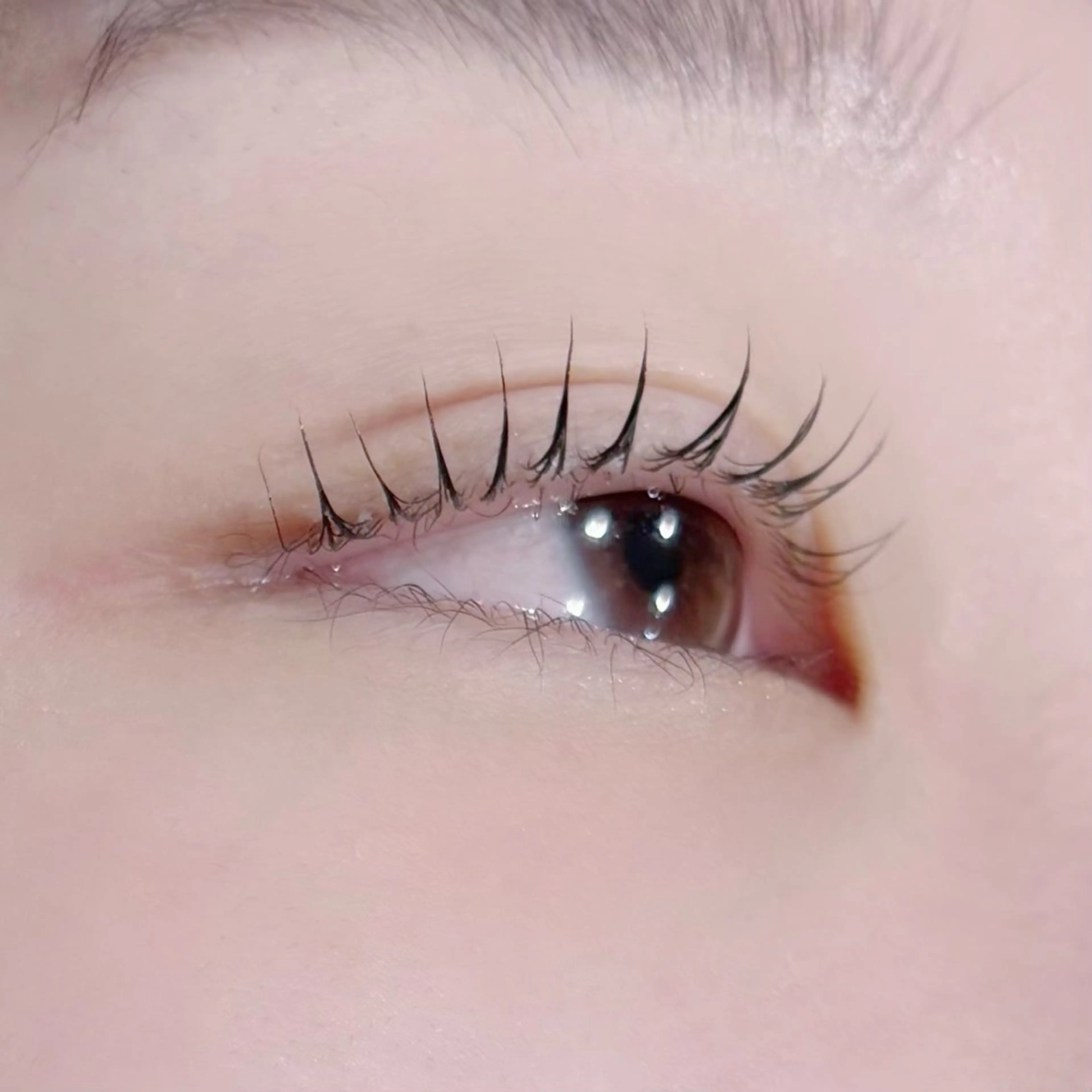 【 🌟 1日3名限定 🌟  】パッチリ束感韓国まつ毛パーマ👀✨️＋トリートメント🫧の写真