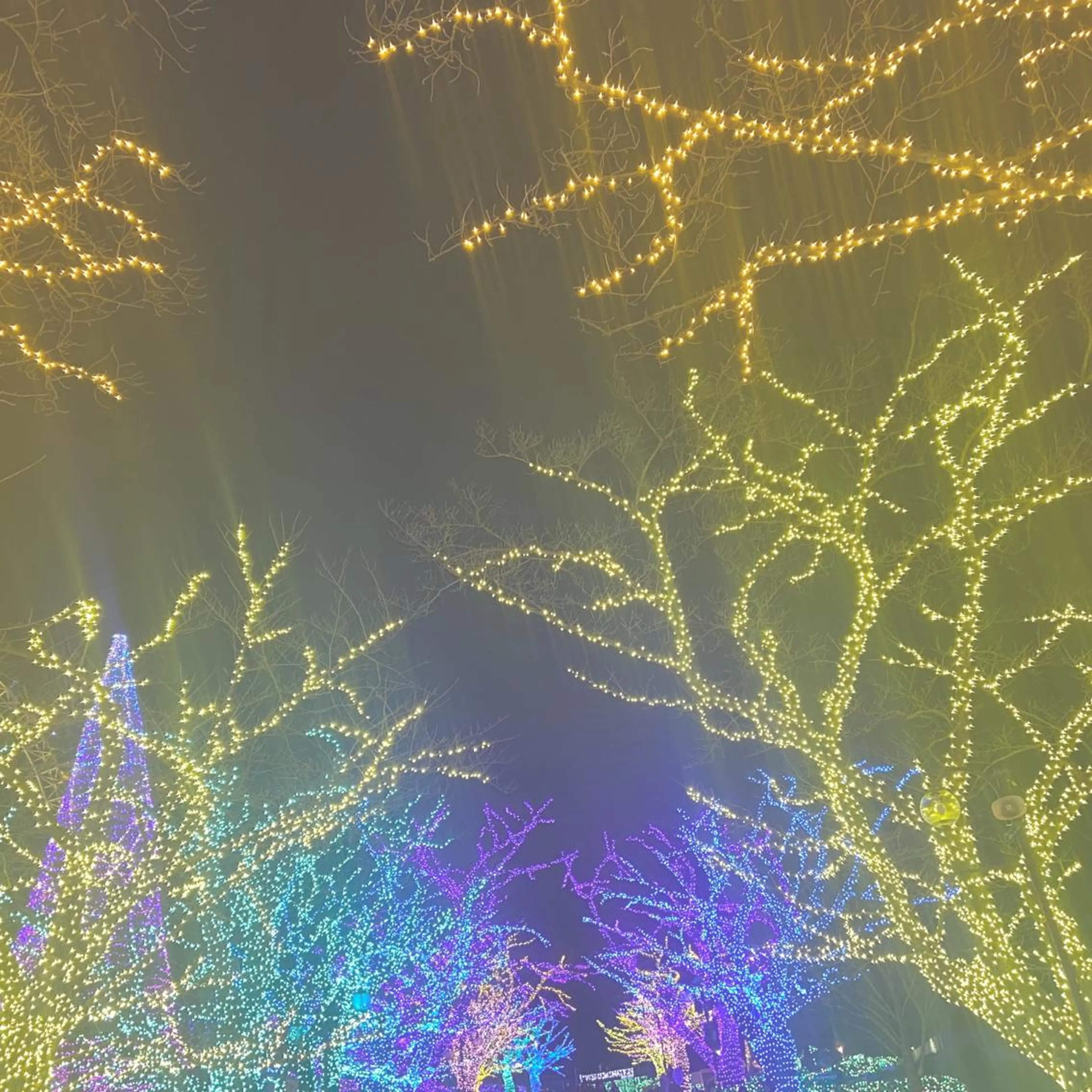 Plaatje所属・Plaatje💐 ゆずはのヘアスタイル