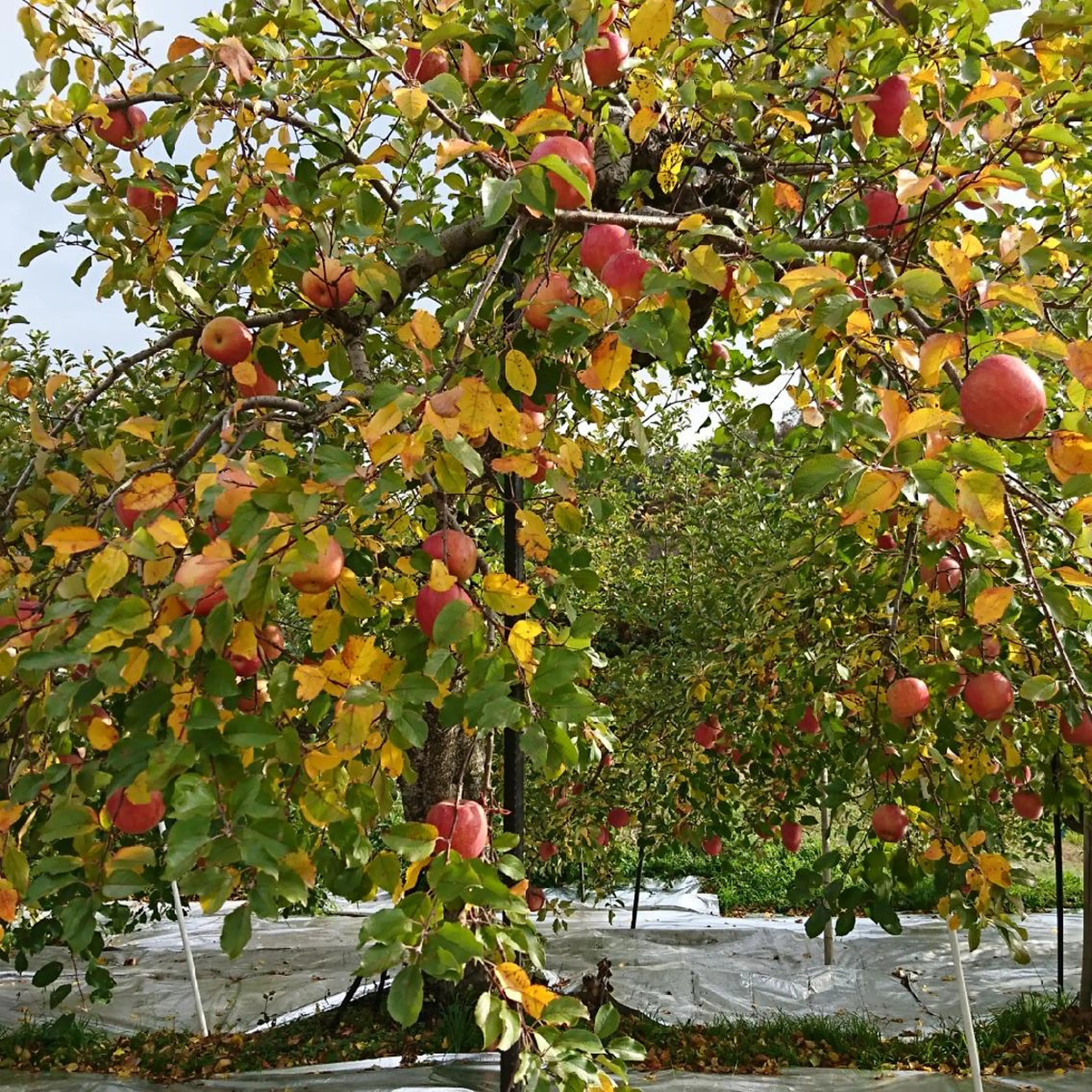 g*rossa高橋 くみこのエステ・リラクイメージ