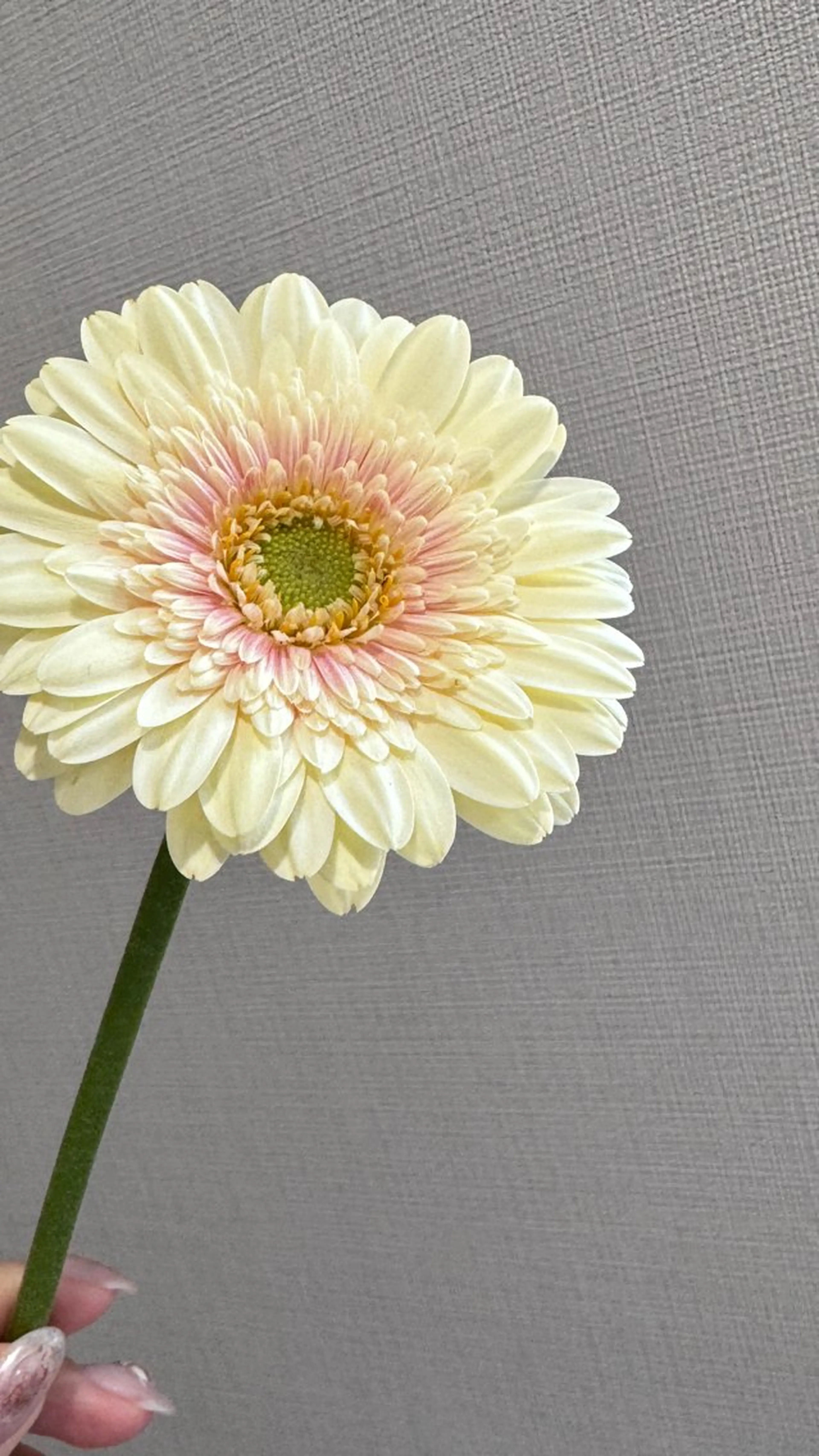 ネイル ハンドネイル pointillé .ayaのネイルデザイン