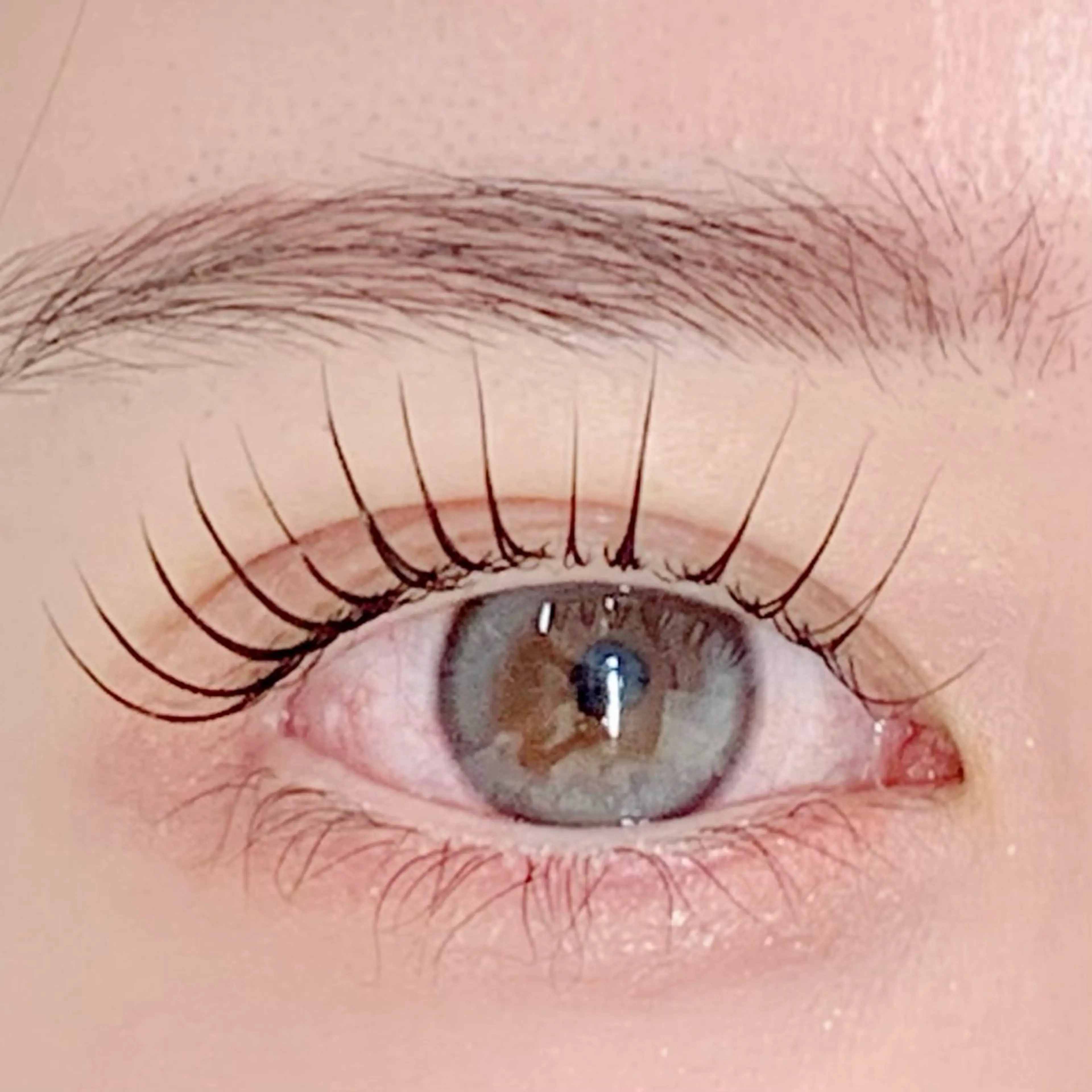 マツエク・マツパ ケラチンラッシュリフト ブラウンラッシュ カラーマツエク Jカール ナチュラル BellFlower Aki（眉・まつげ）のマツエク・マツパデザイン