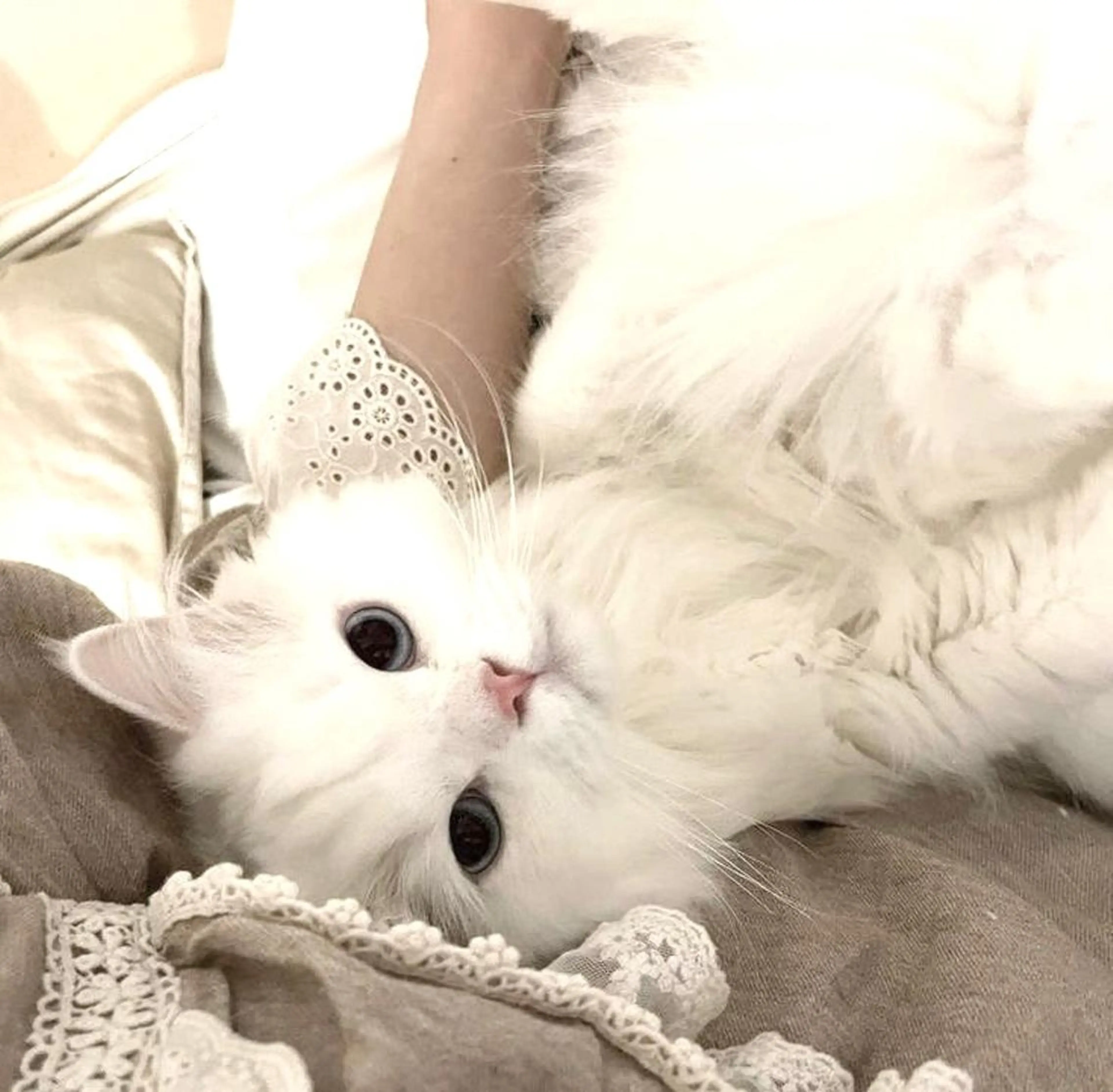 🪞ミニモ限定価格🪞フラットラッシュ100本の写真