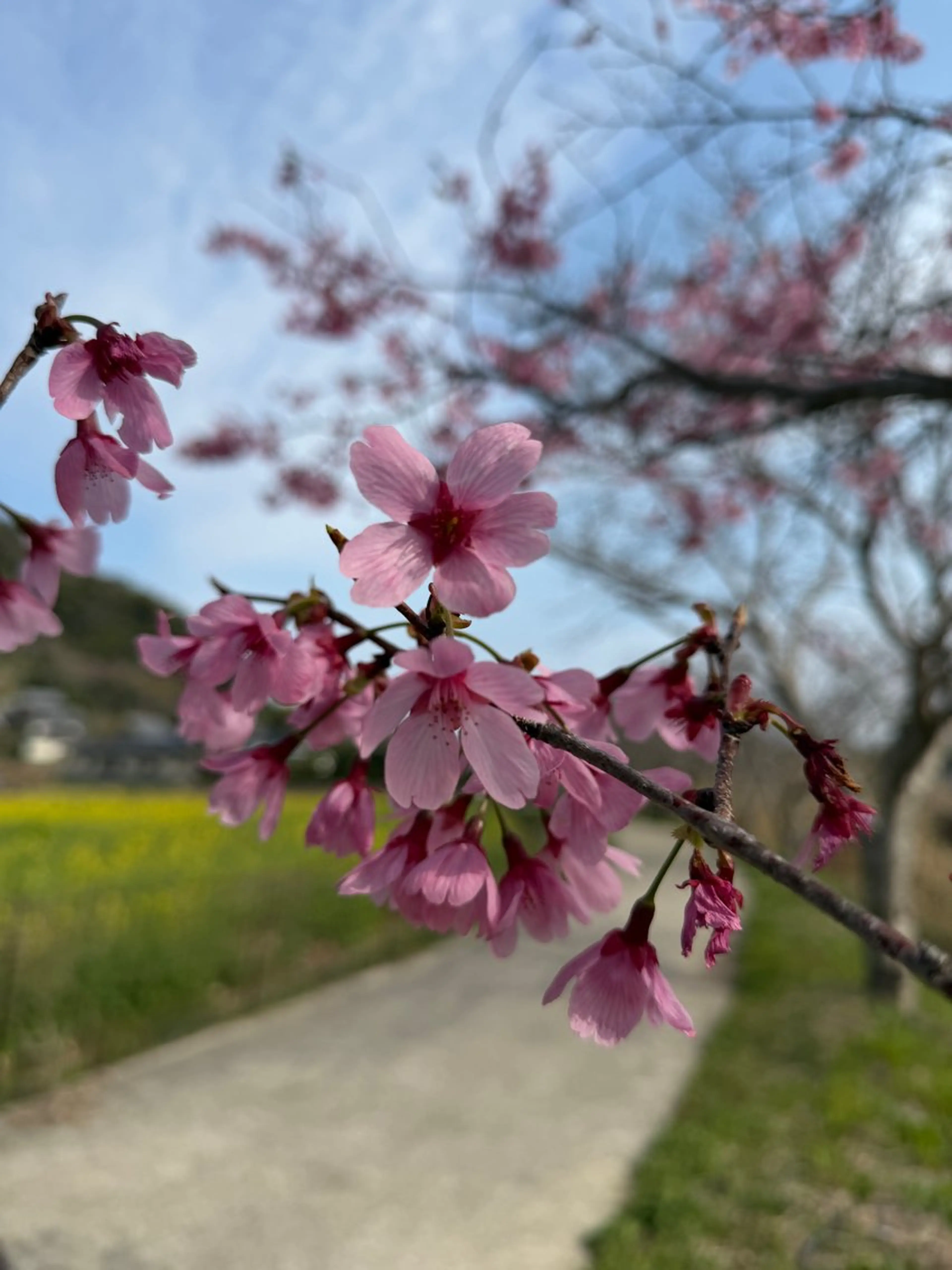 nail salon  ∞ mikanal ∞所属・nailsalon ∞ ﾐｶﾅﾙ ∞のネイルデザイン