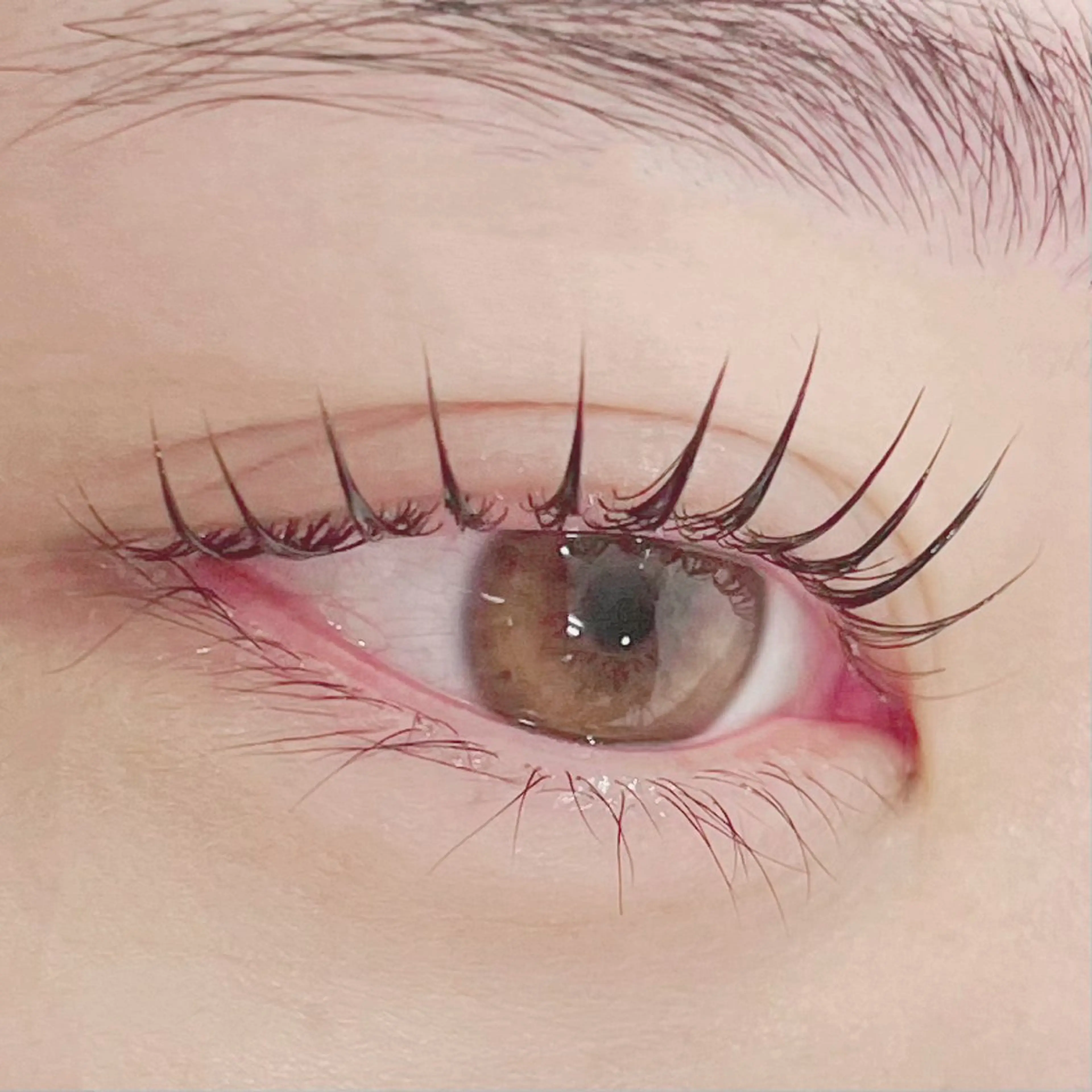 うる艶🪽ラッシュリフト上+カールUPコーティング付の写真