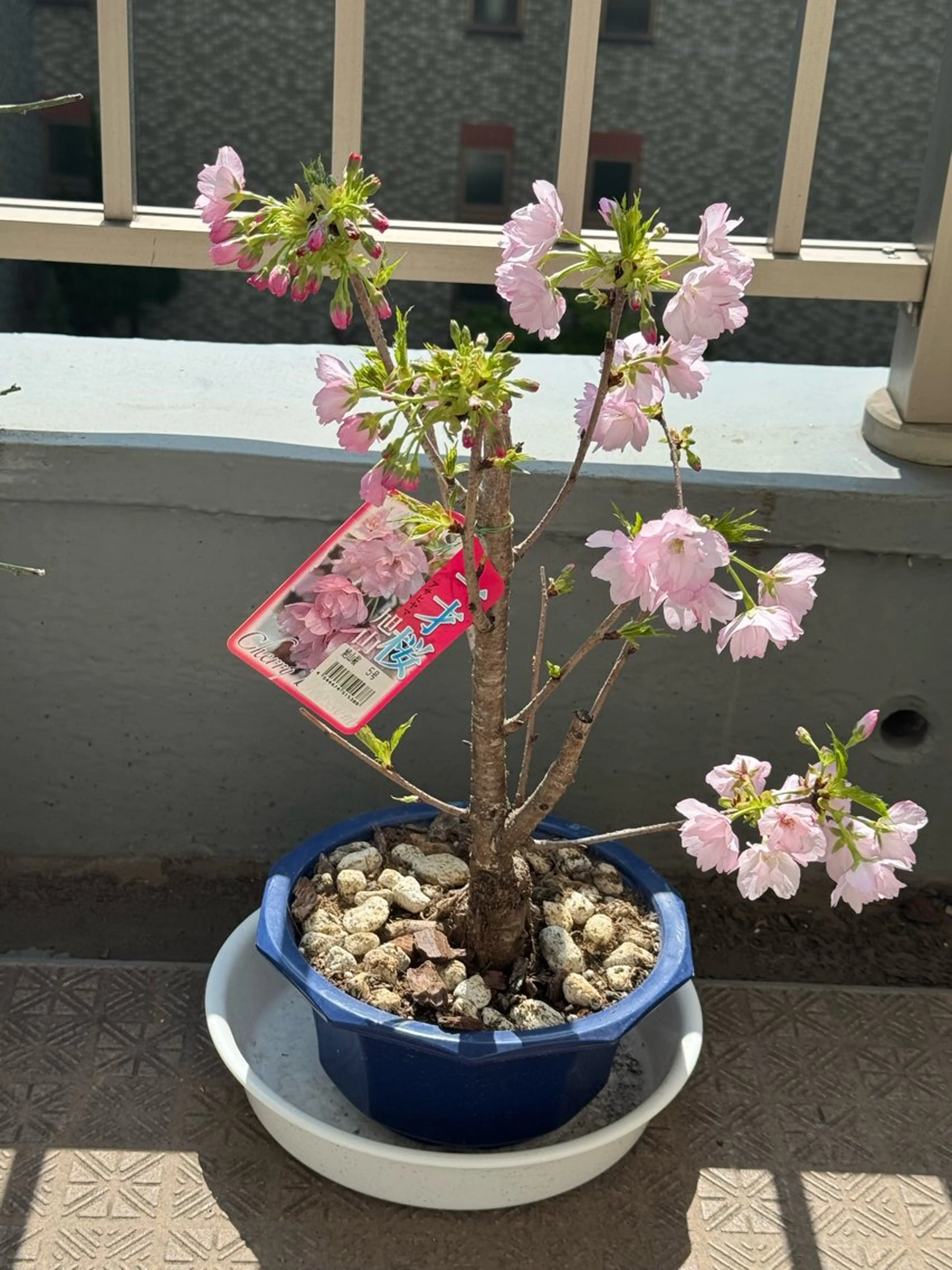 マツエク・マツパ 伊藤名紬 マツエク専門のマツエク・マツパデザイン