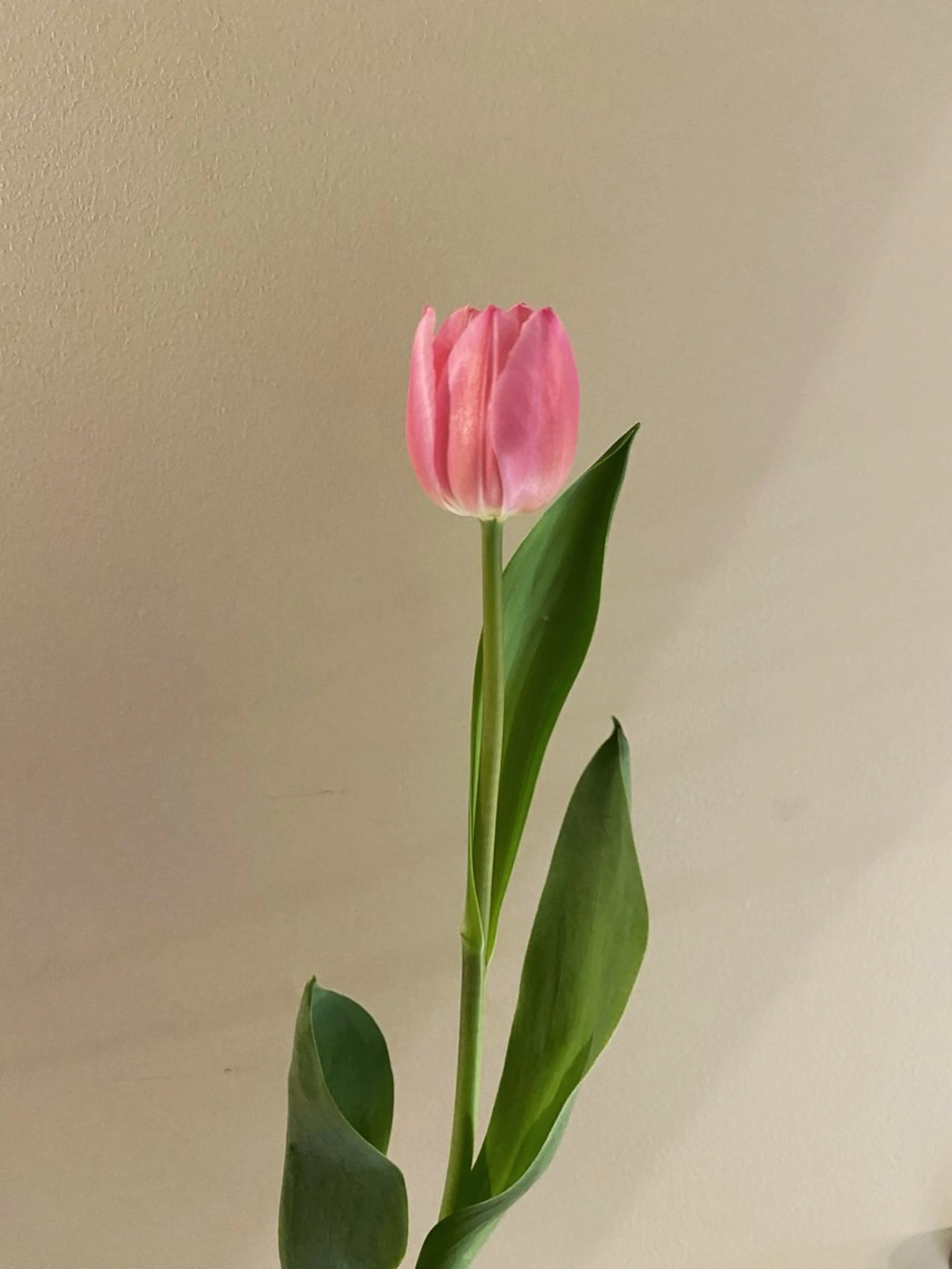 カット ヘアカラー トリートメント 🌻花屋併設🌻濱 幸帆のヘアスタイル