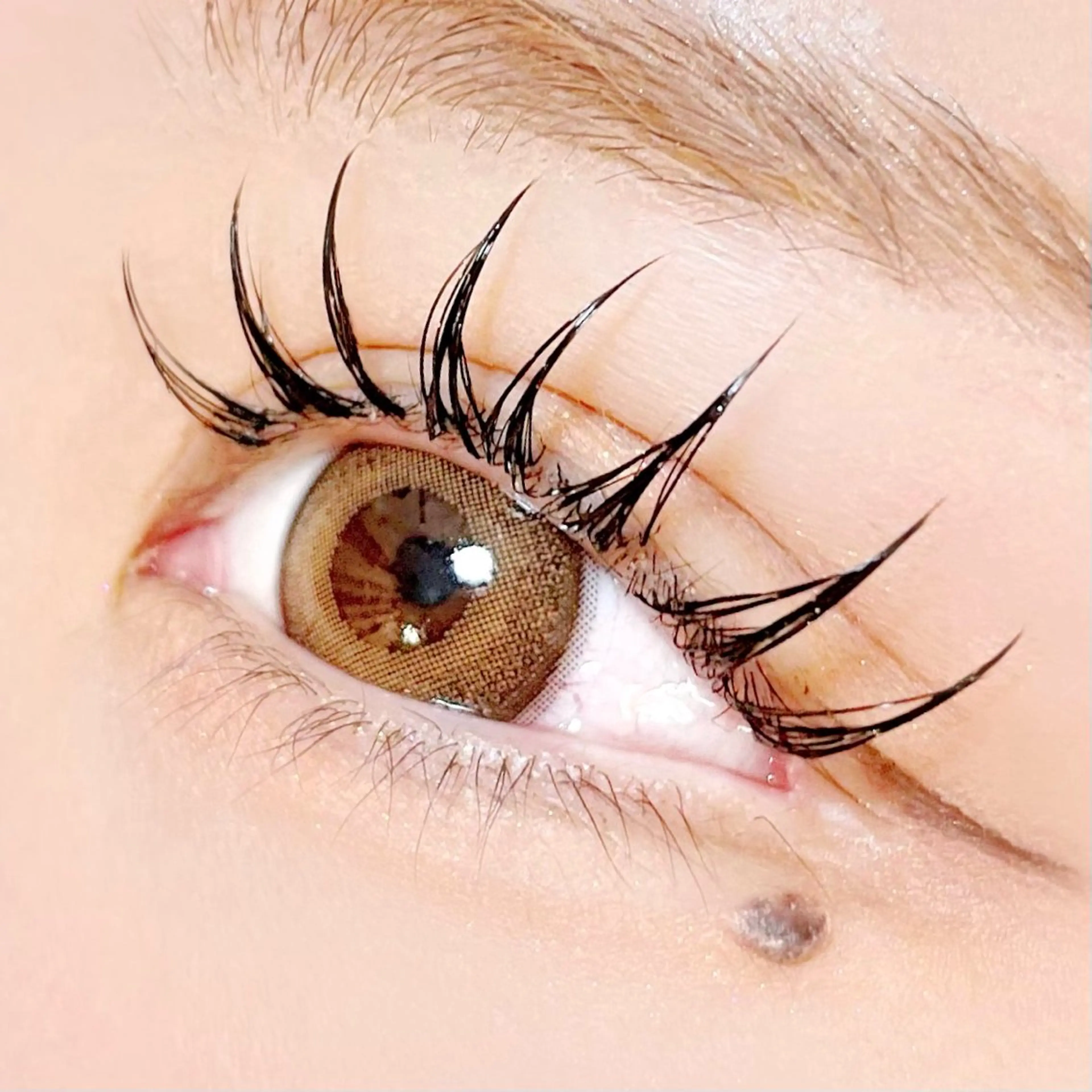 【OPEN記念】フラットラッシュorセーブル120本¥5800→ ¥5300　[池袋]の写真