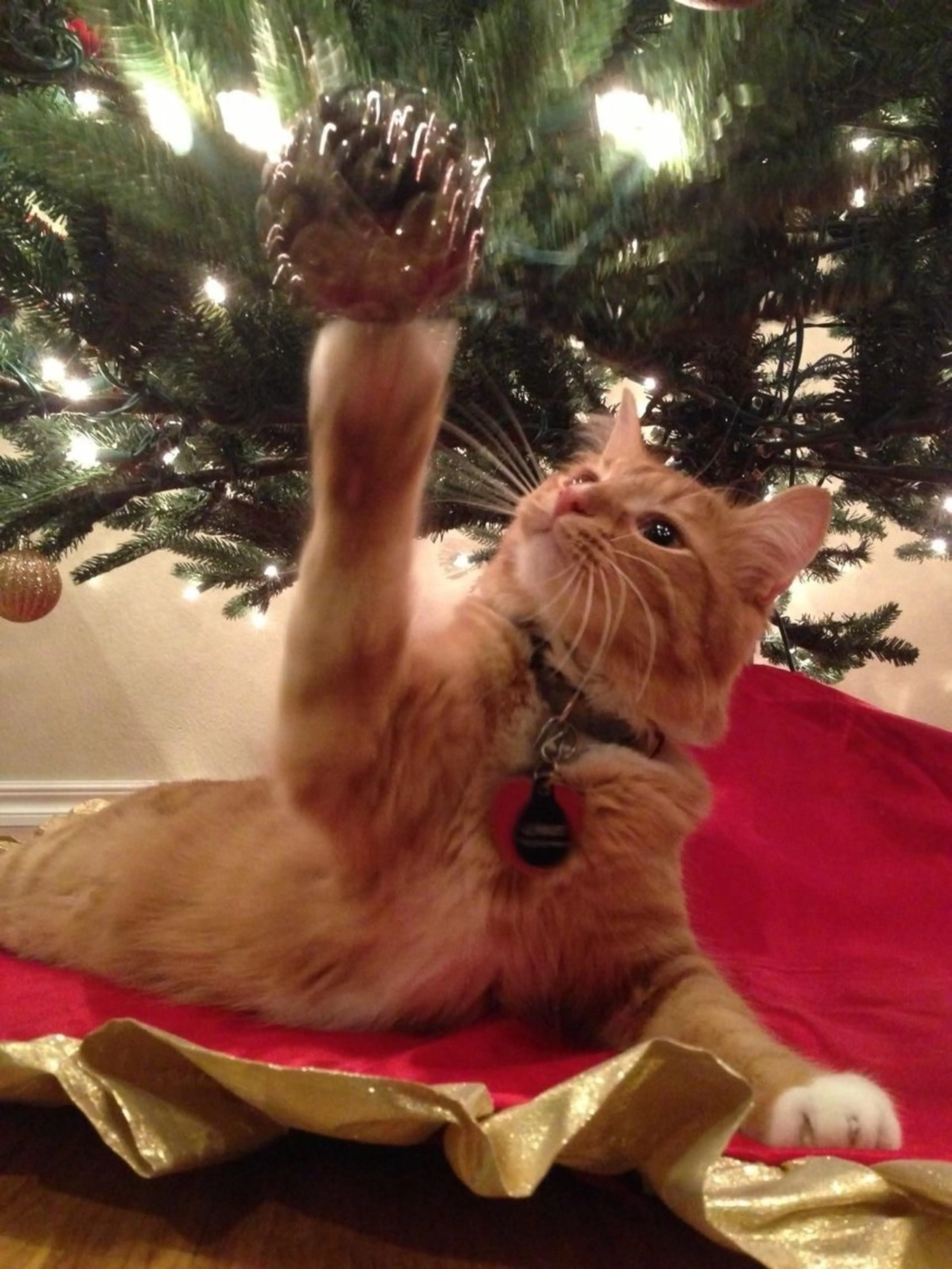 マツエク・マツパ eyelist. mizuki🐈⬛の眉毛・アイブロウイメージ