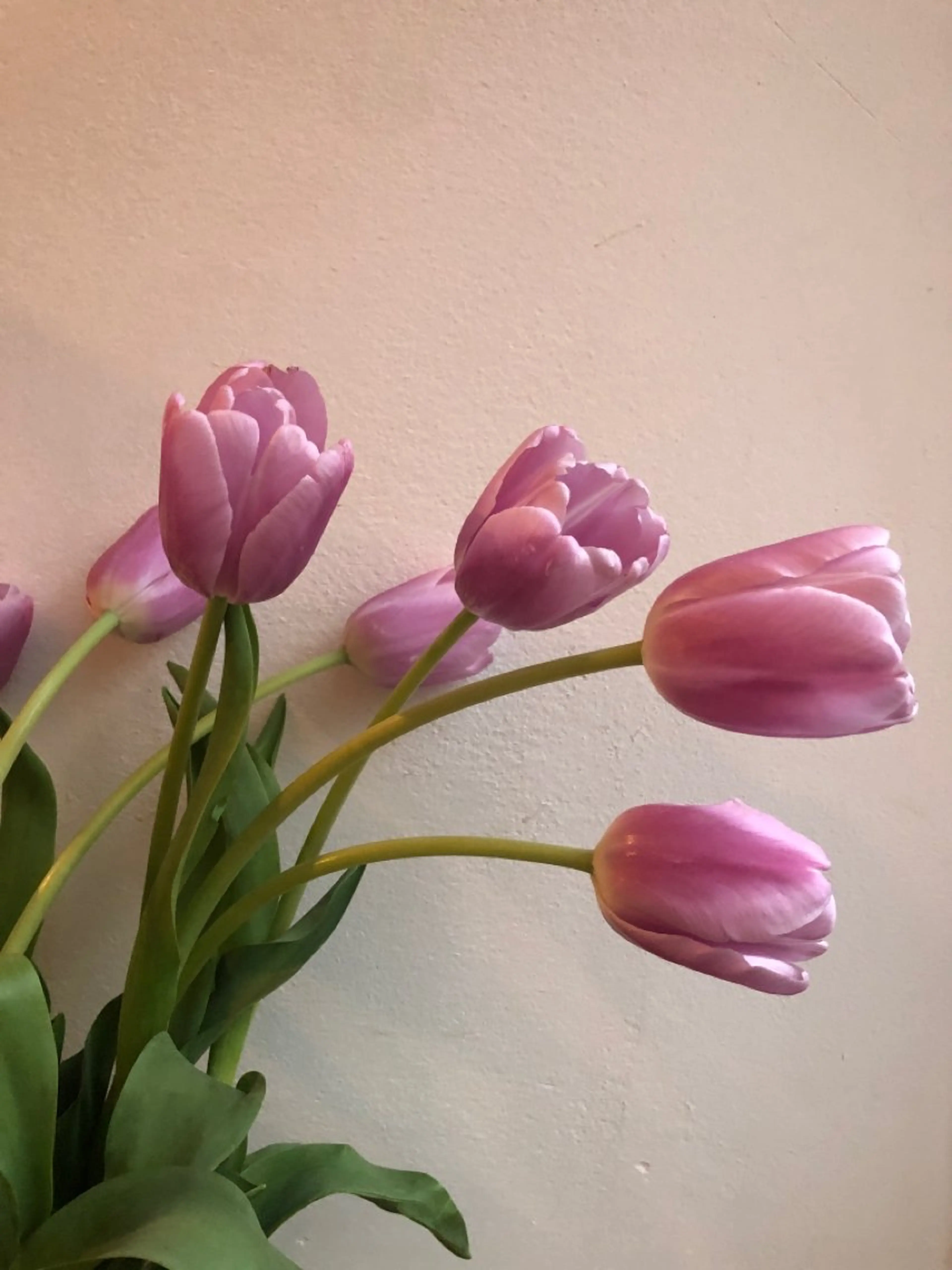 🌿初回限定✨60分✨20%OFF🌿の写真