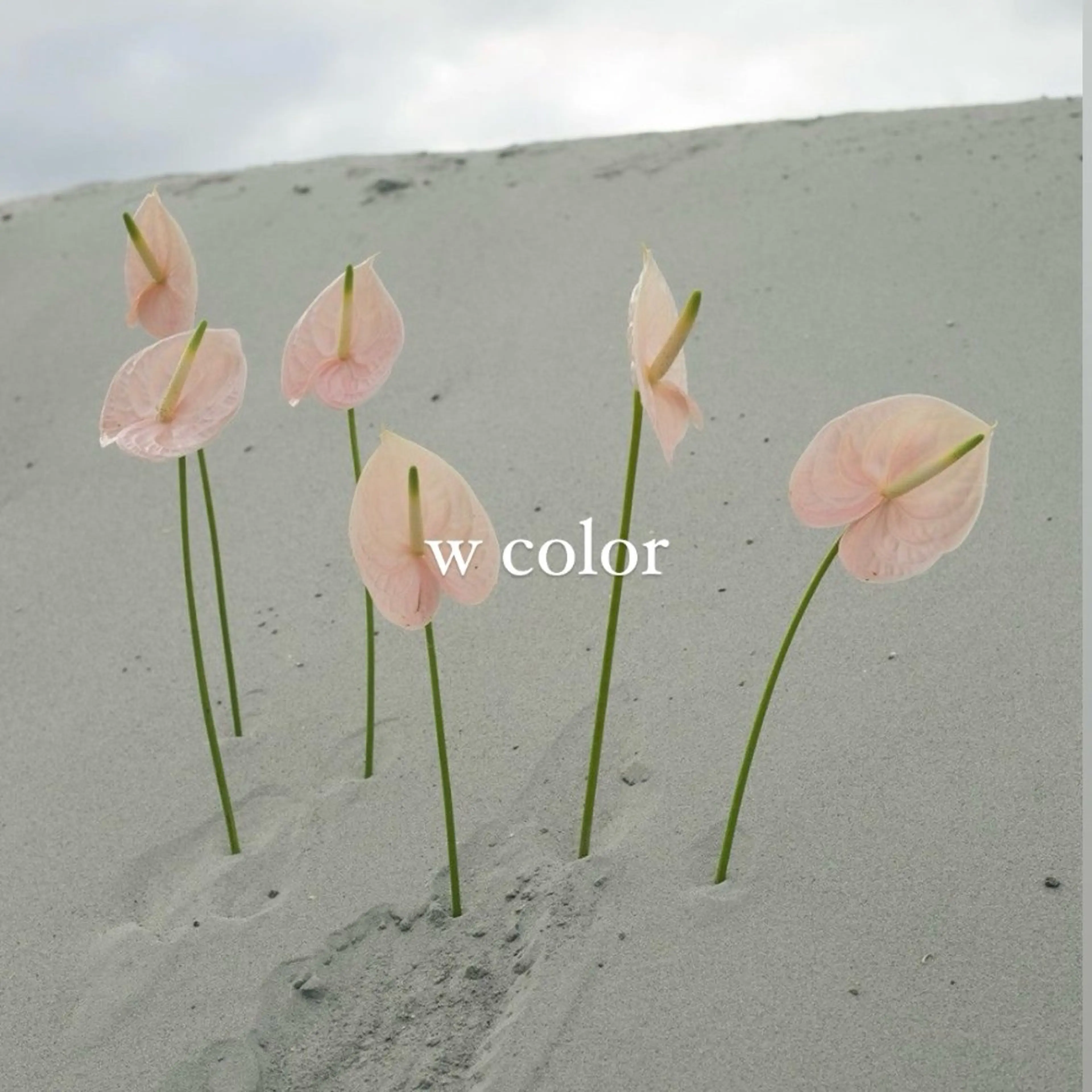 ロング カラー ㅤㅤㅤㅤㅤㅤㅤㅤㅤㅤ 彩衣のヘアスタイル