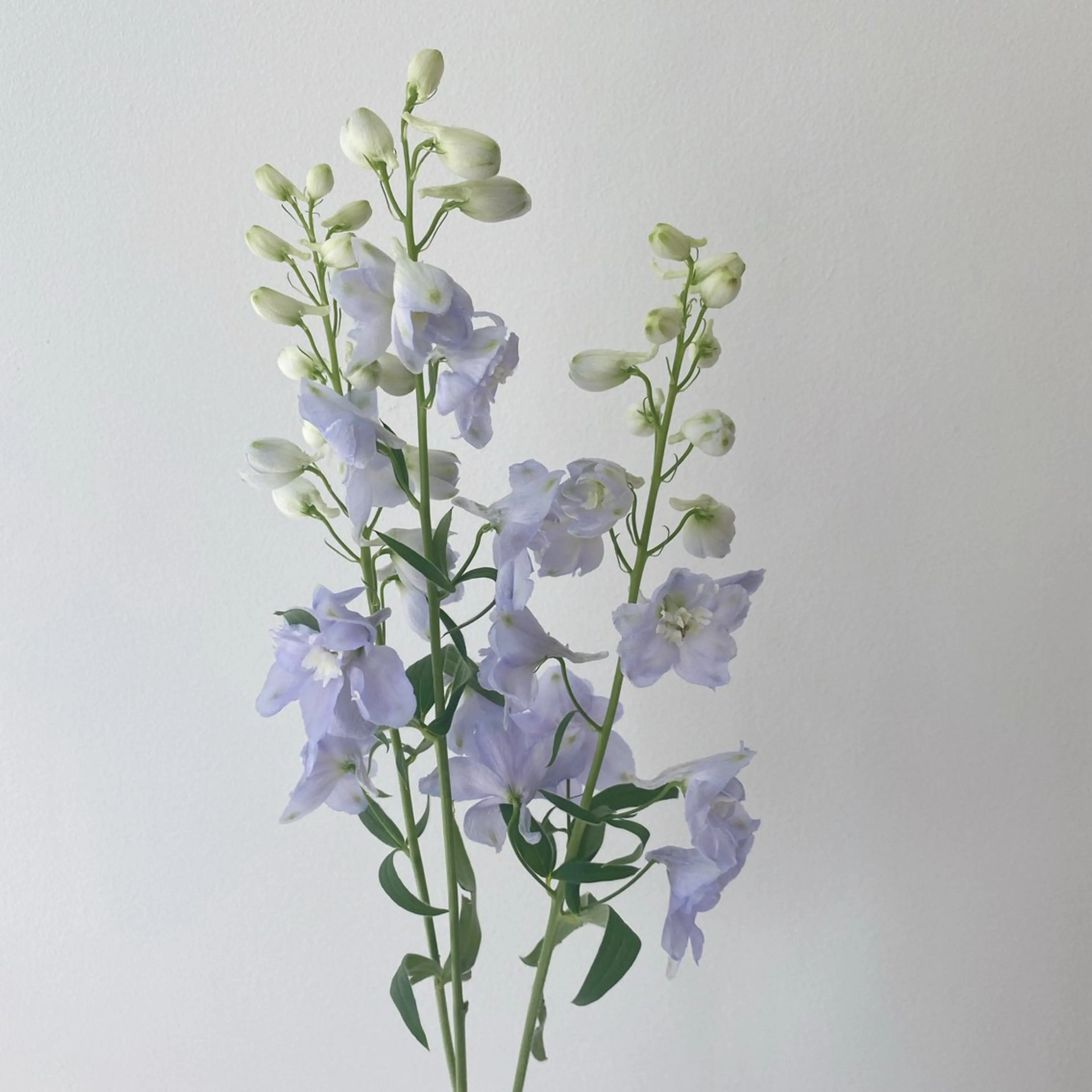 カット ヘアカラー トリートメント 🌻花屋併設🌻濱 幸帆のヘアスタイル