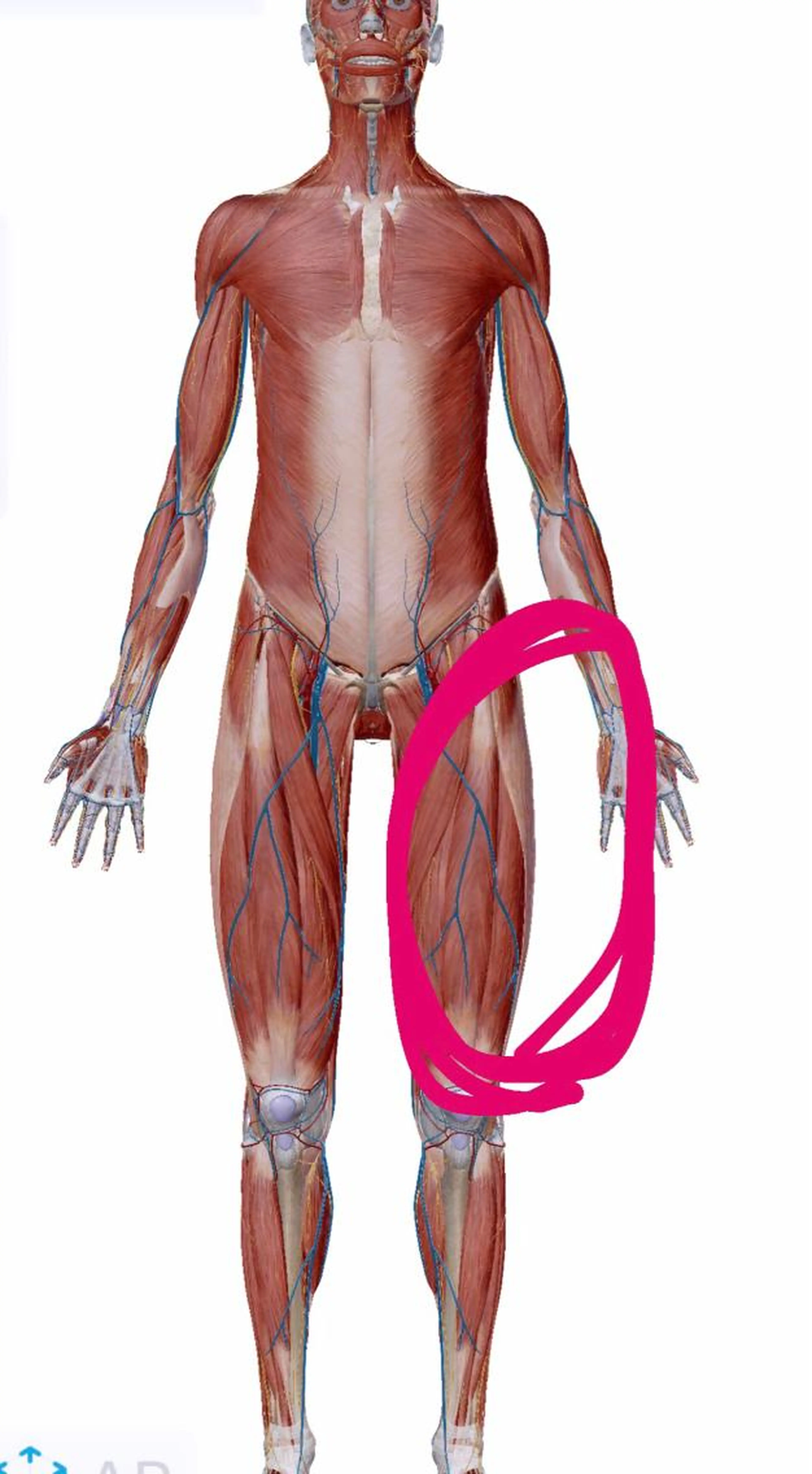 太もも出っ張り改善コース［45分］🦴太ももの外側が出てしまい足が太く見えちゃう… そんな方におすすめです😌の写真